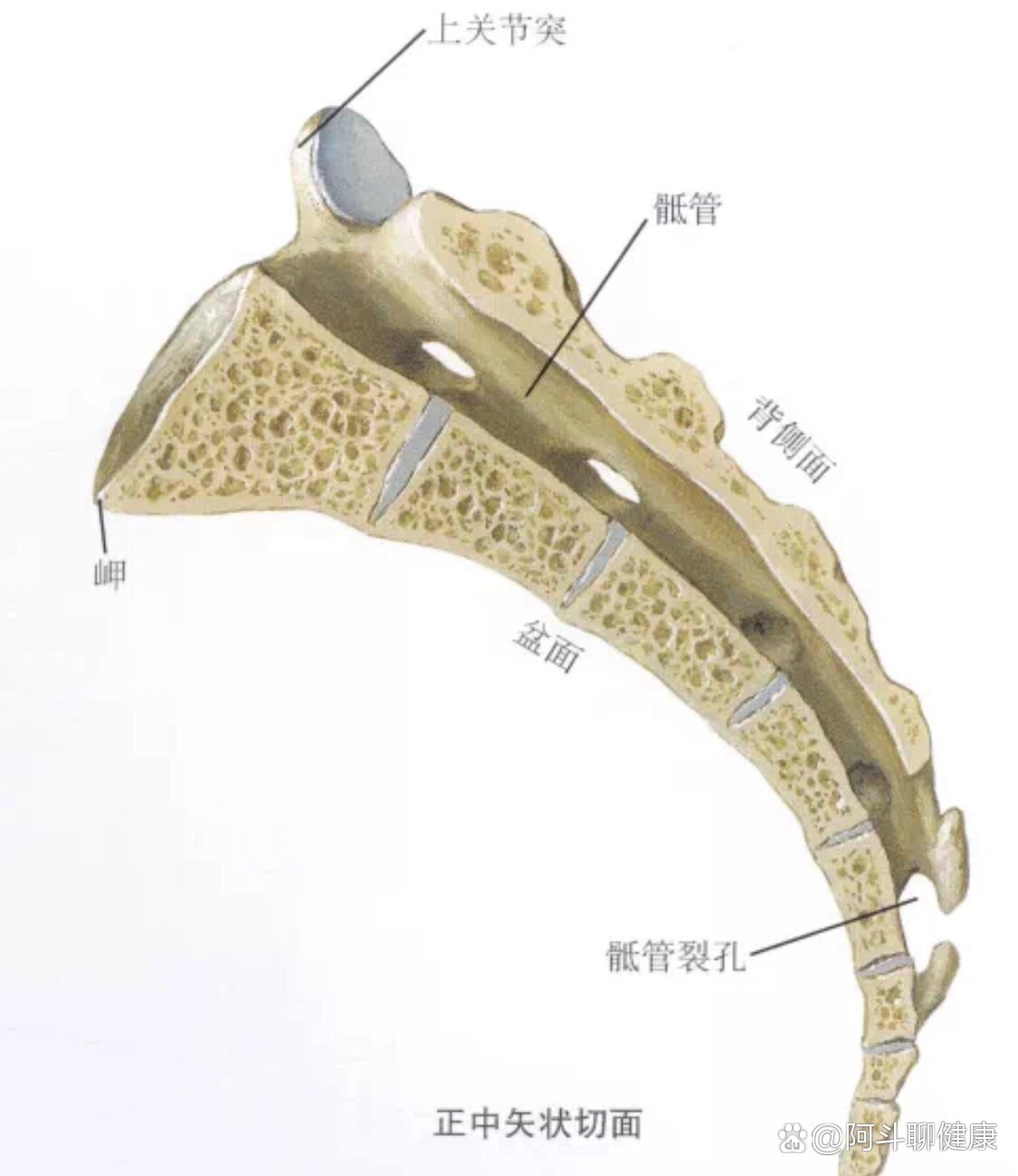 尾骨由前面,后面,两侧面,一个顶点和一个基部组成
