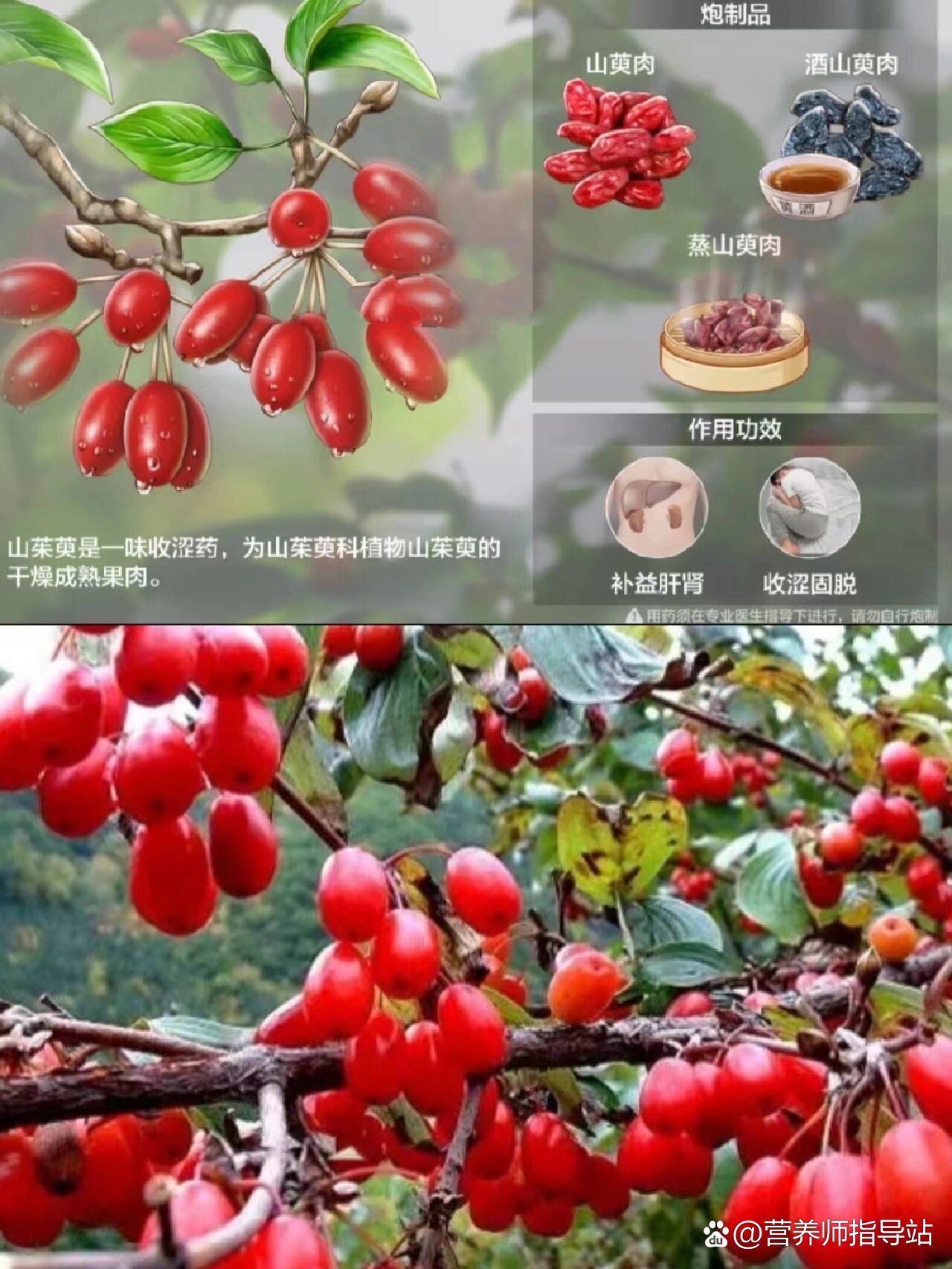 每天认识一种中草药【山茱萸】♥