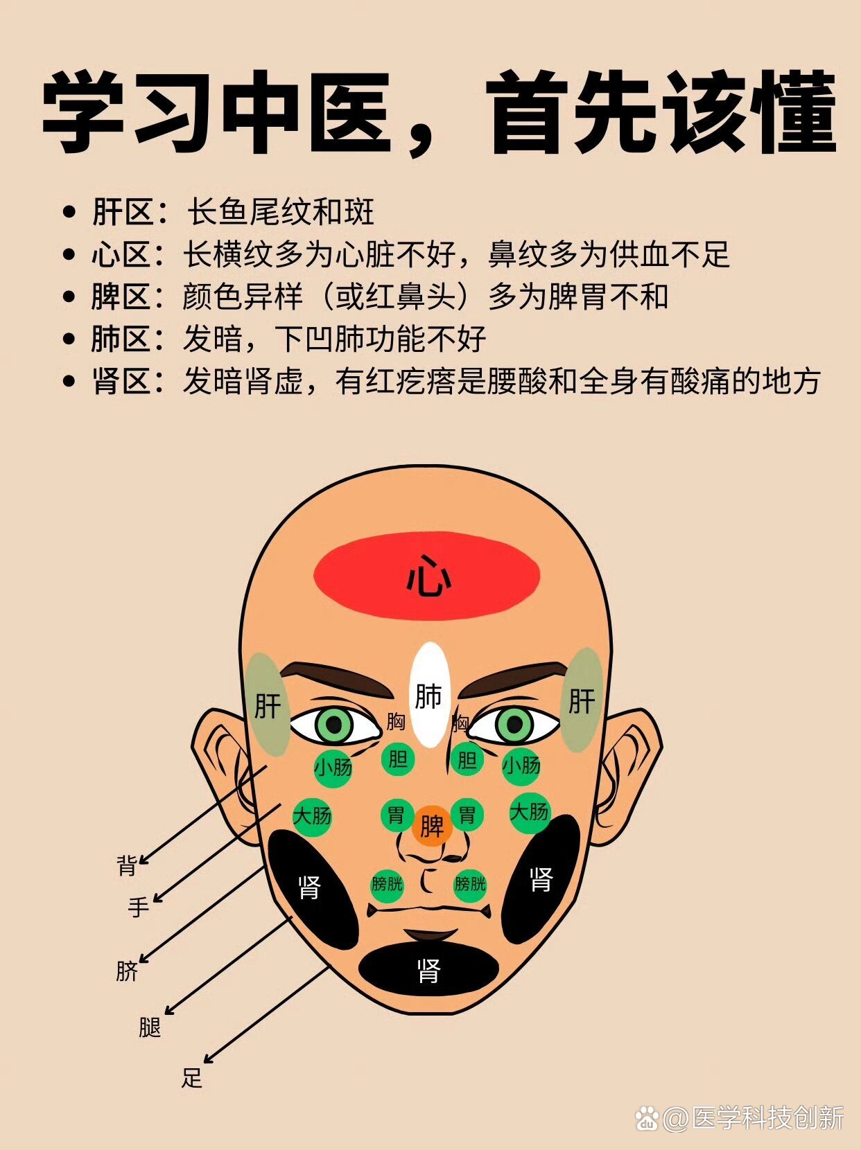 面部经络图口诀图片