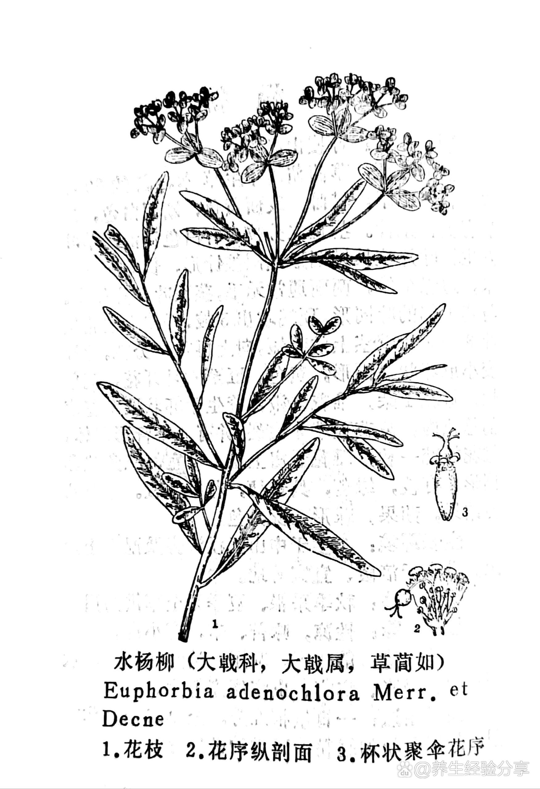 水杨柳