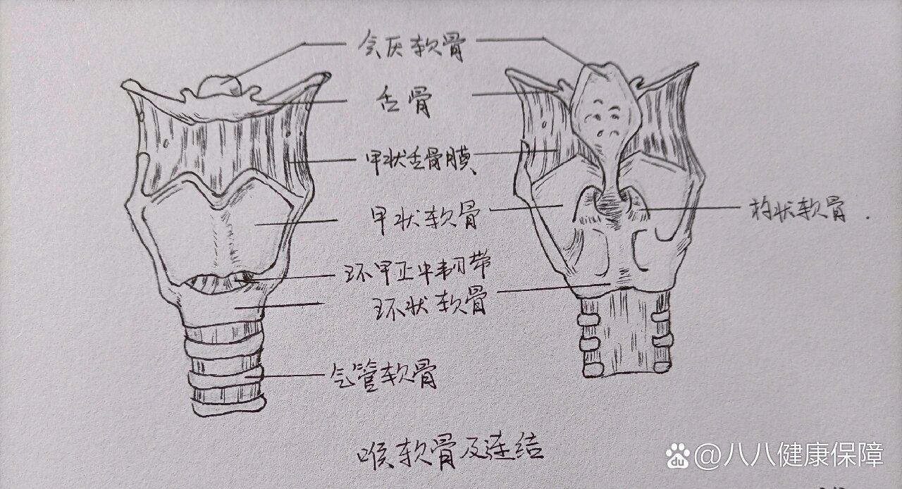 咽解剖图手绘图片