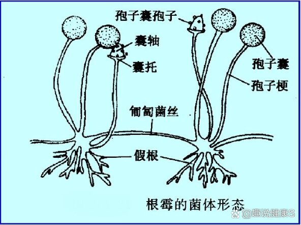 霉菌简介