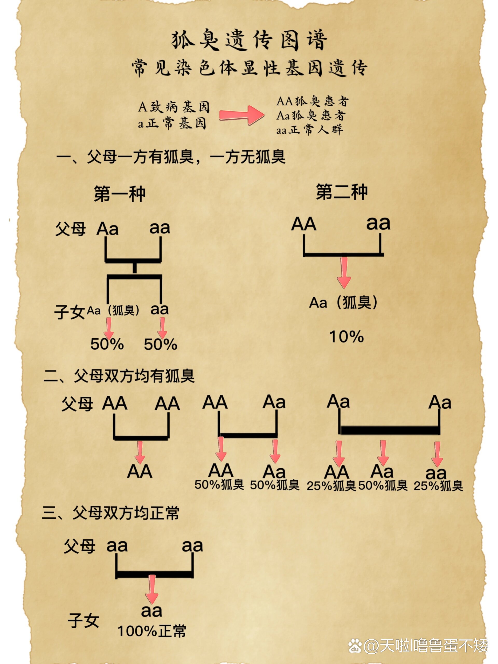 遗传图解模板图片