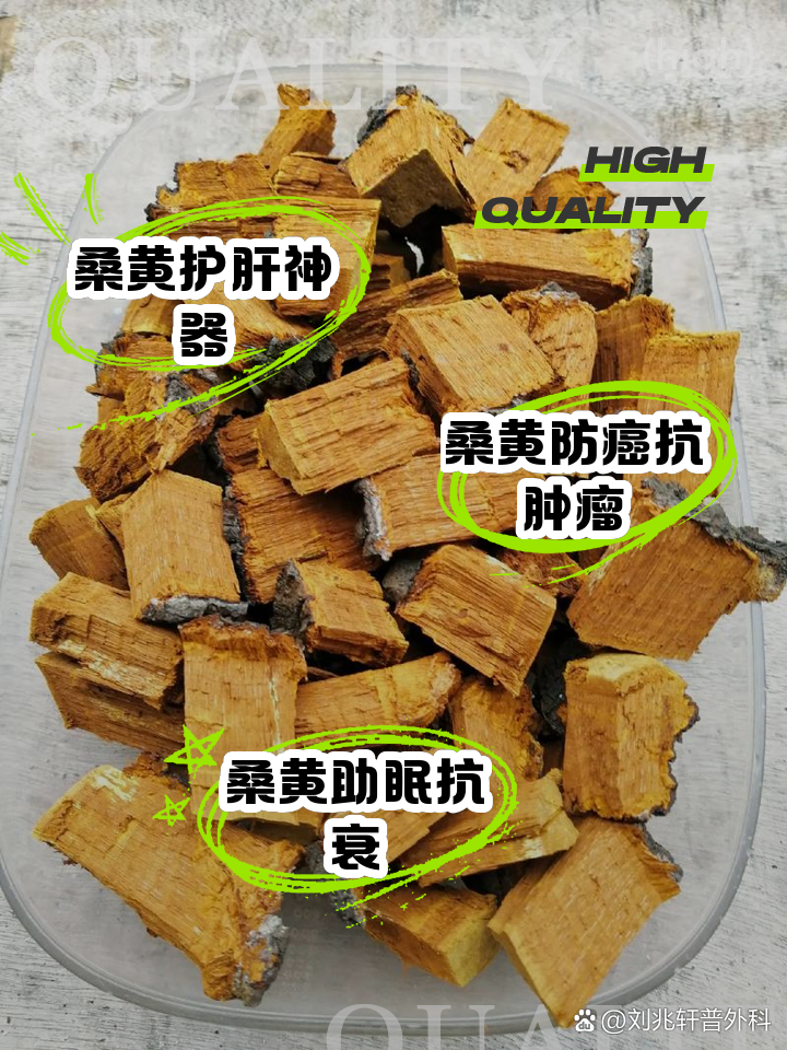 桑黄的功效与作用