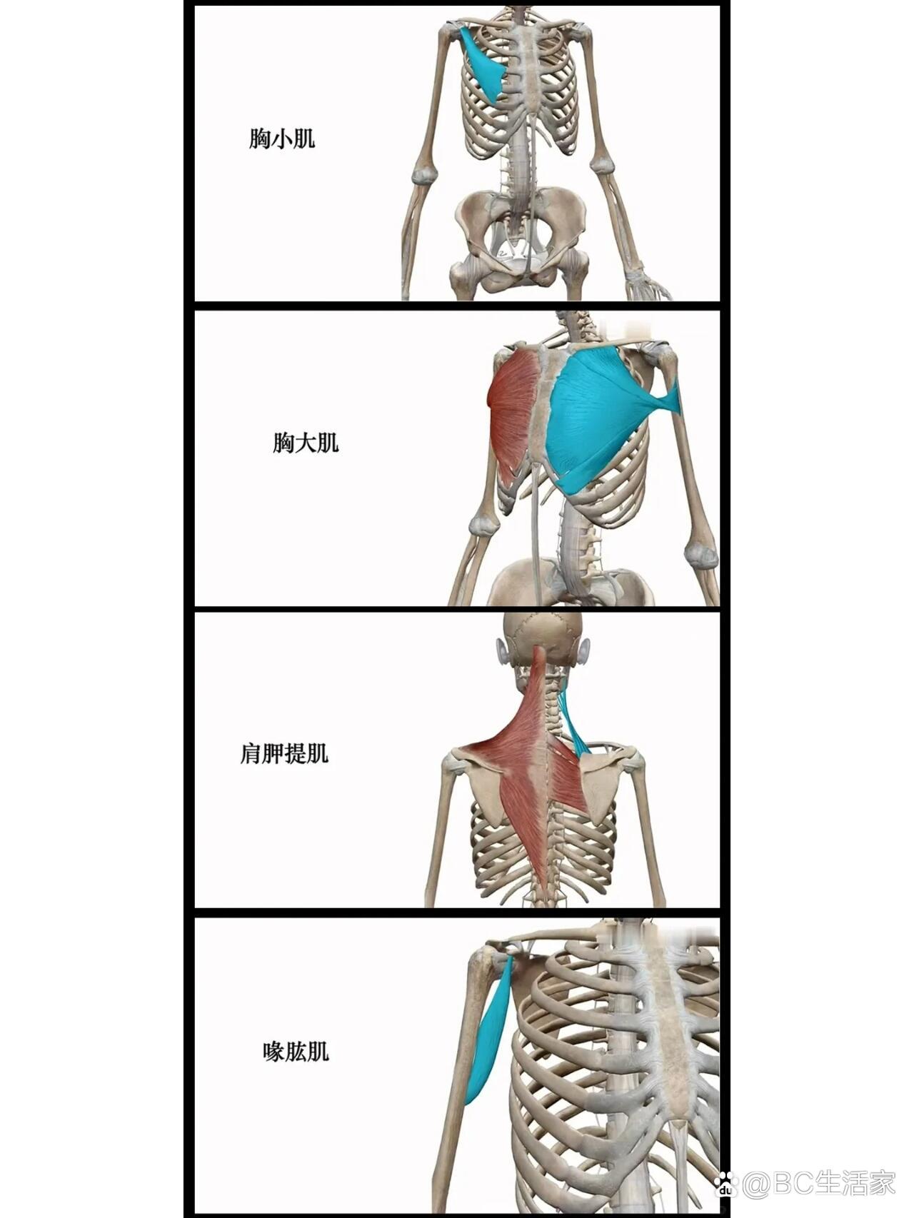 肩背