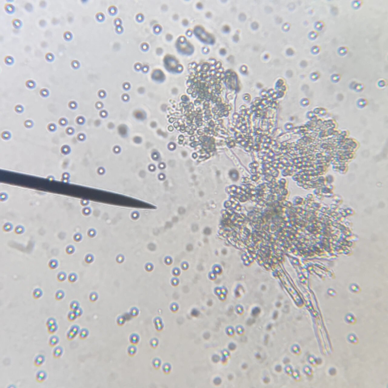 显微观察青霉菌