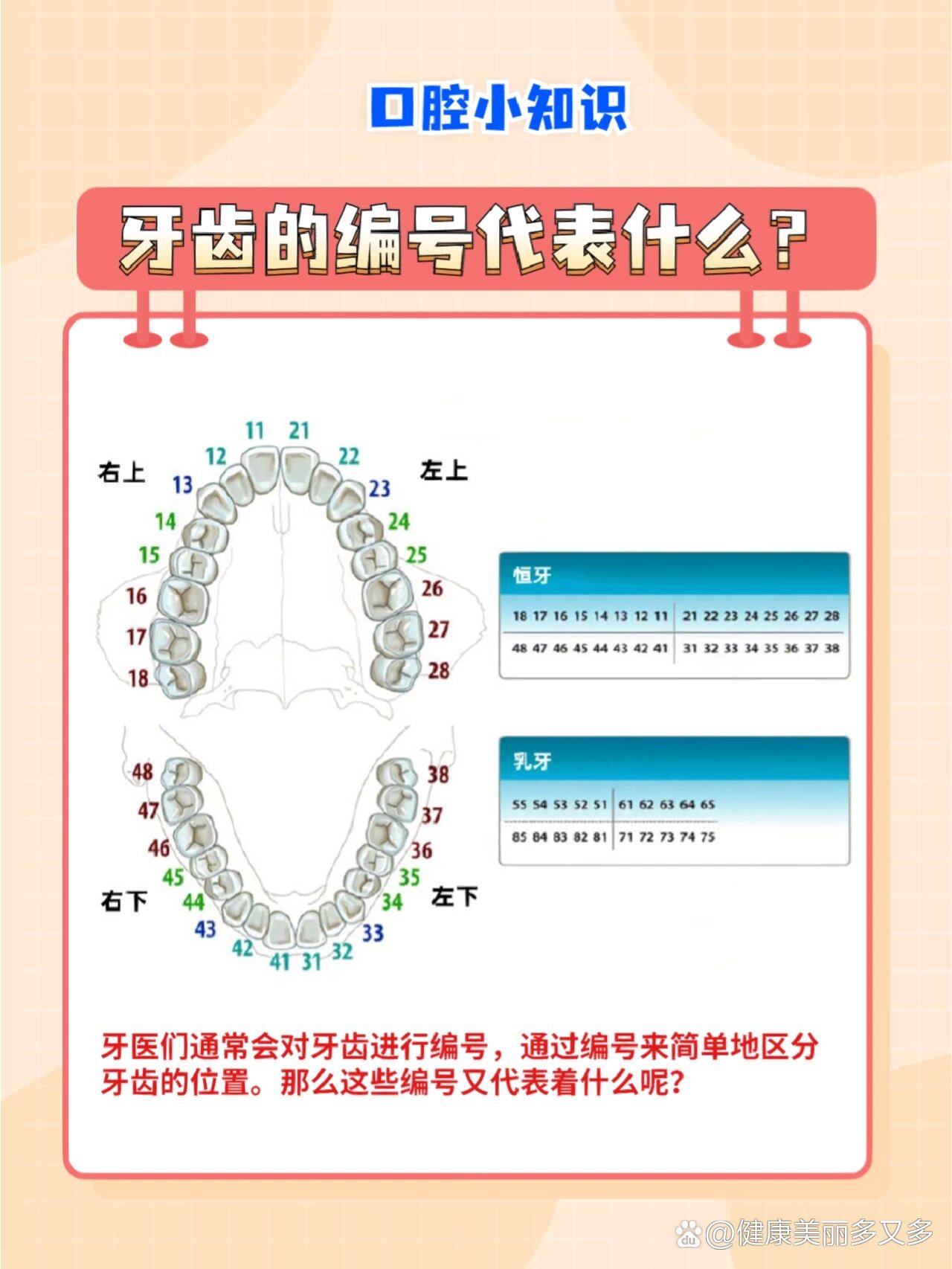 成人牙齿名称图片