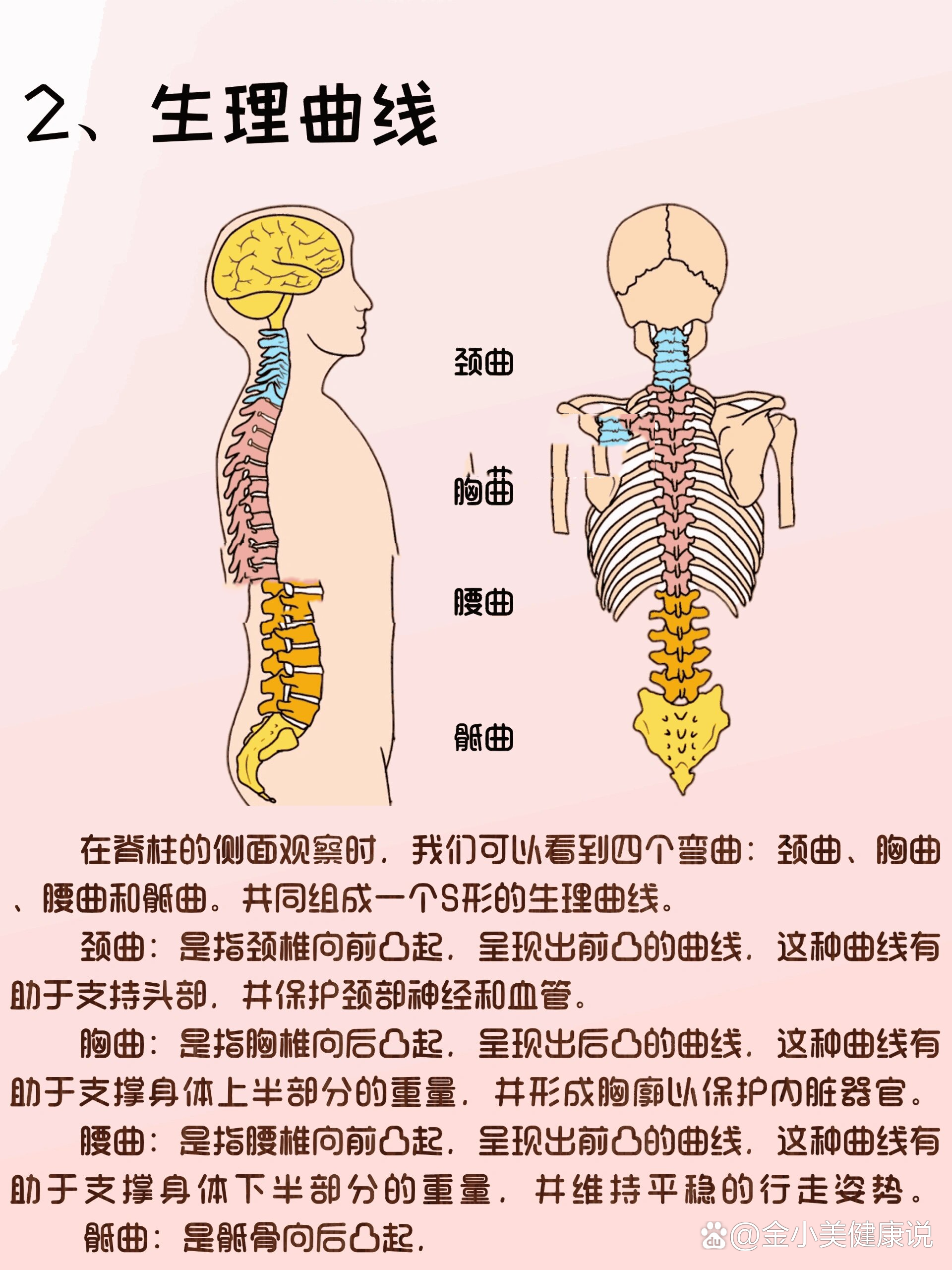 br   br 简介 脊柱是人类身体中最重要的结构之一