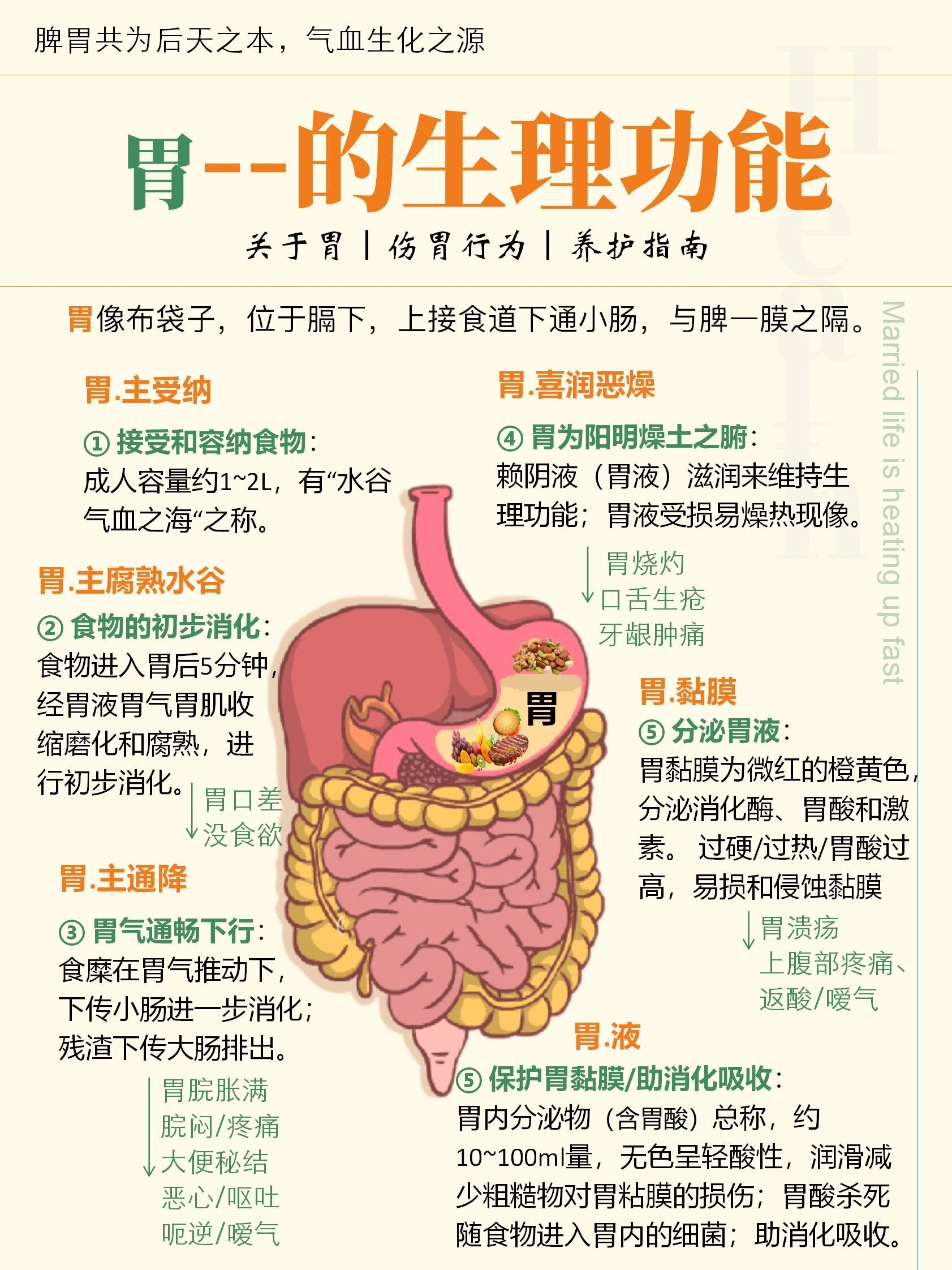 胃的生理功能6015警惕肠胃不适胃酸胃胀