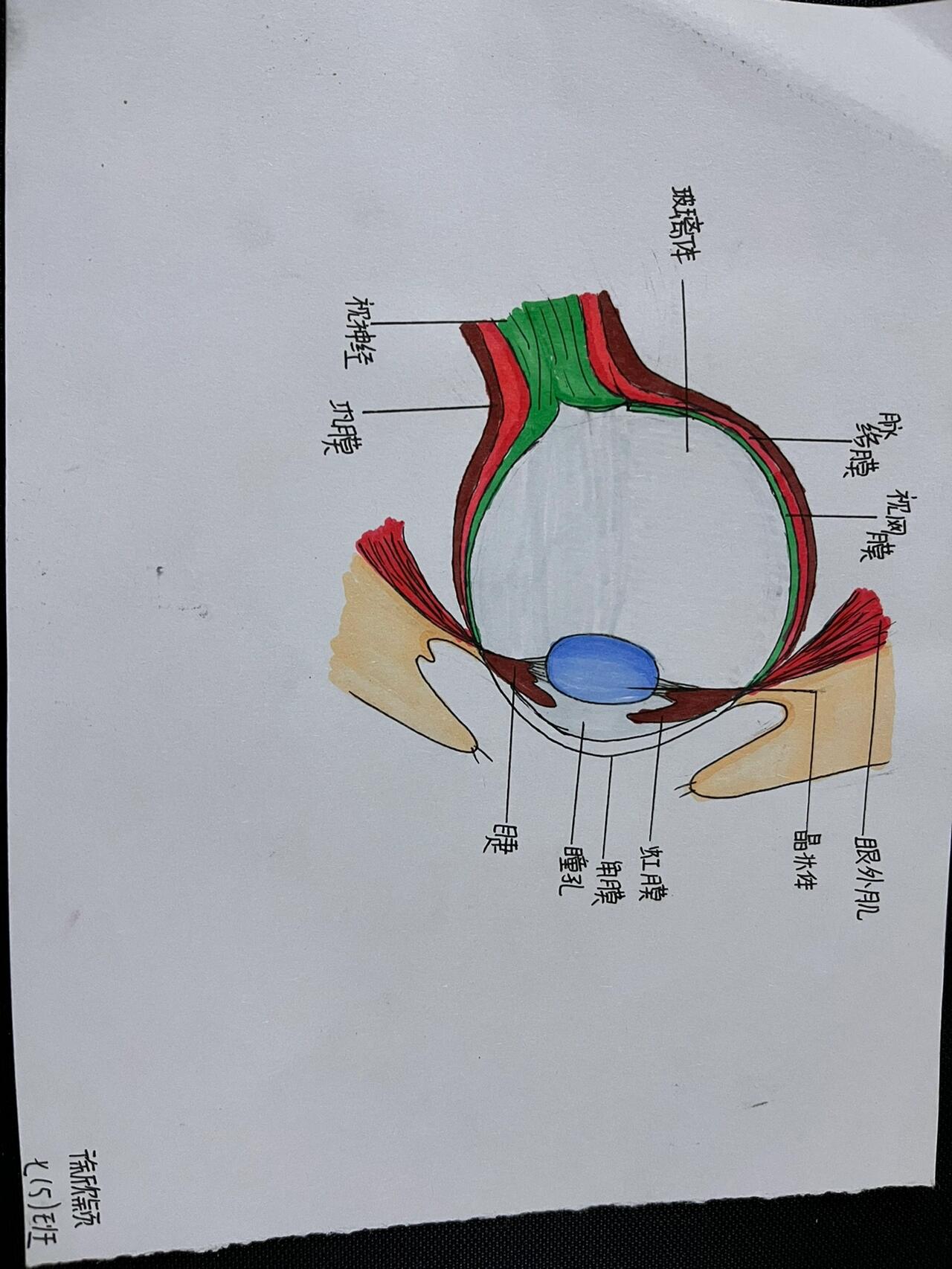 眼球的结构