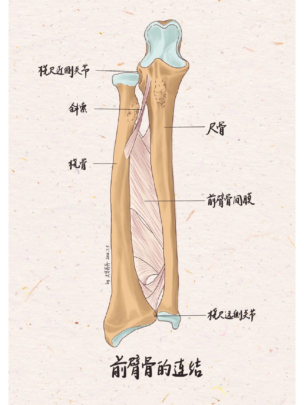 手舟月骨三角豆口诀图片