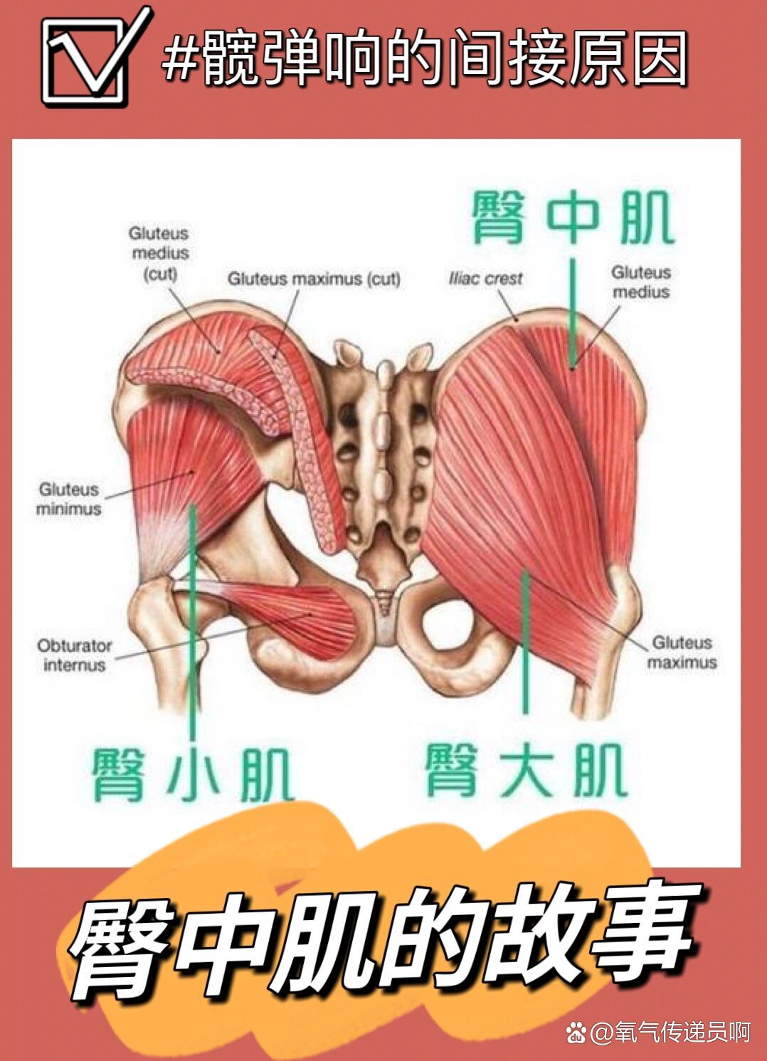 则是日常进行肌肉注射的安全区域,臀小肌位于臀中肌的深层,徒手