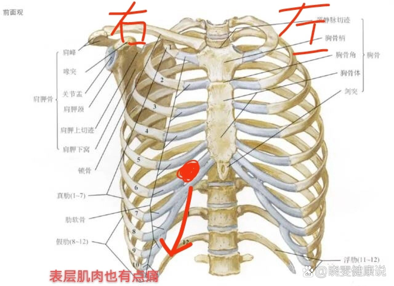 一开始以为是胆囊炎,后来觉得是肋骨的问题,现在这里的肉也疼了