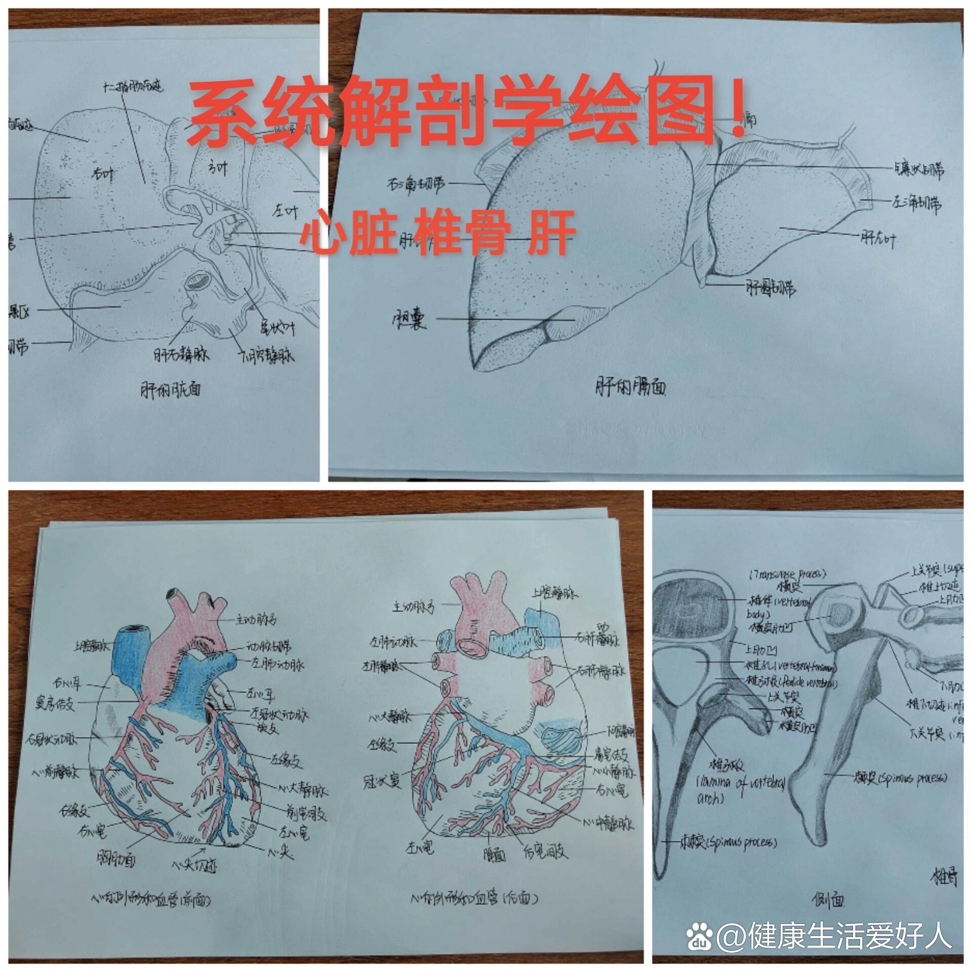 膈肌与腹后壁肌手绘图图片