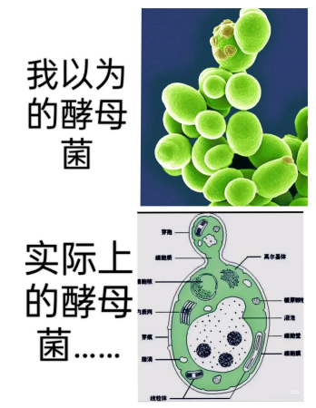 酵母菌的结构到底有多复杂？