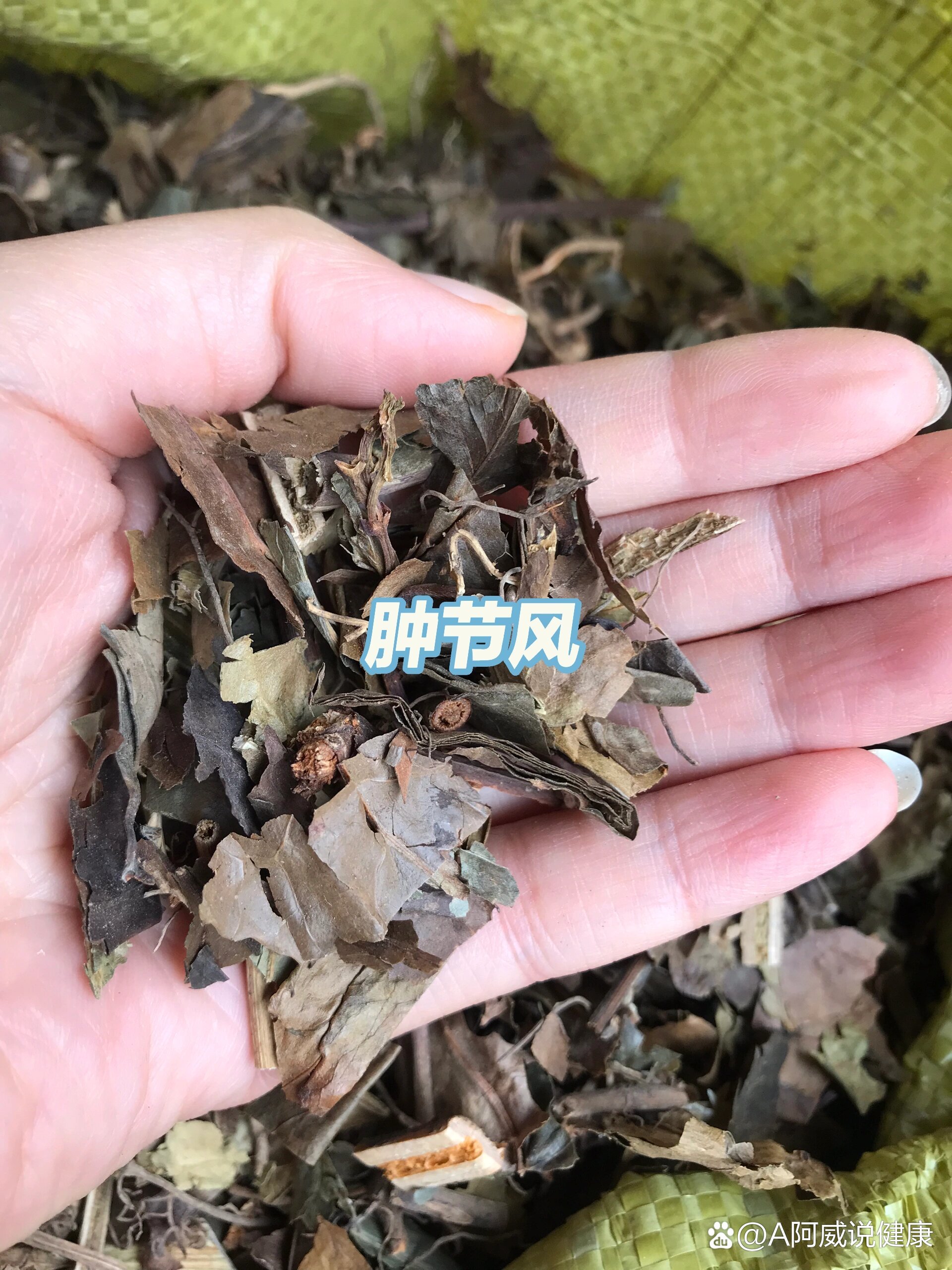 肿节风的副作用图片