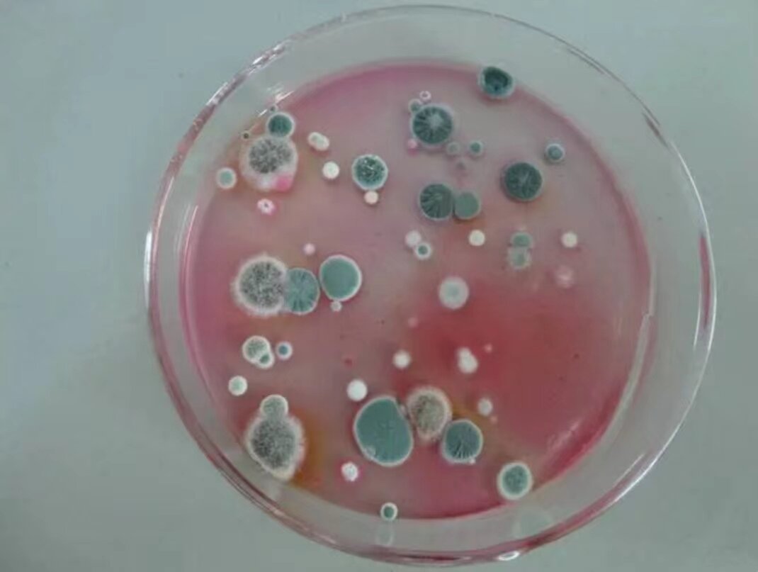 菌落简介及形态特征