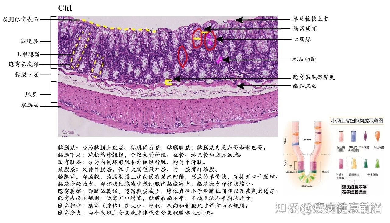 高尔基体he染色图片