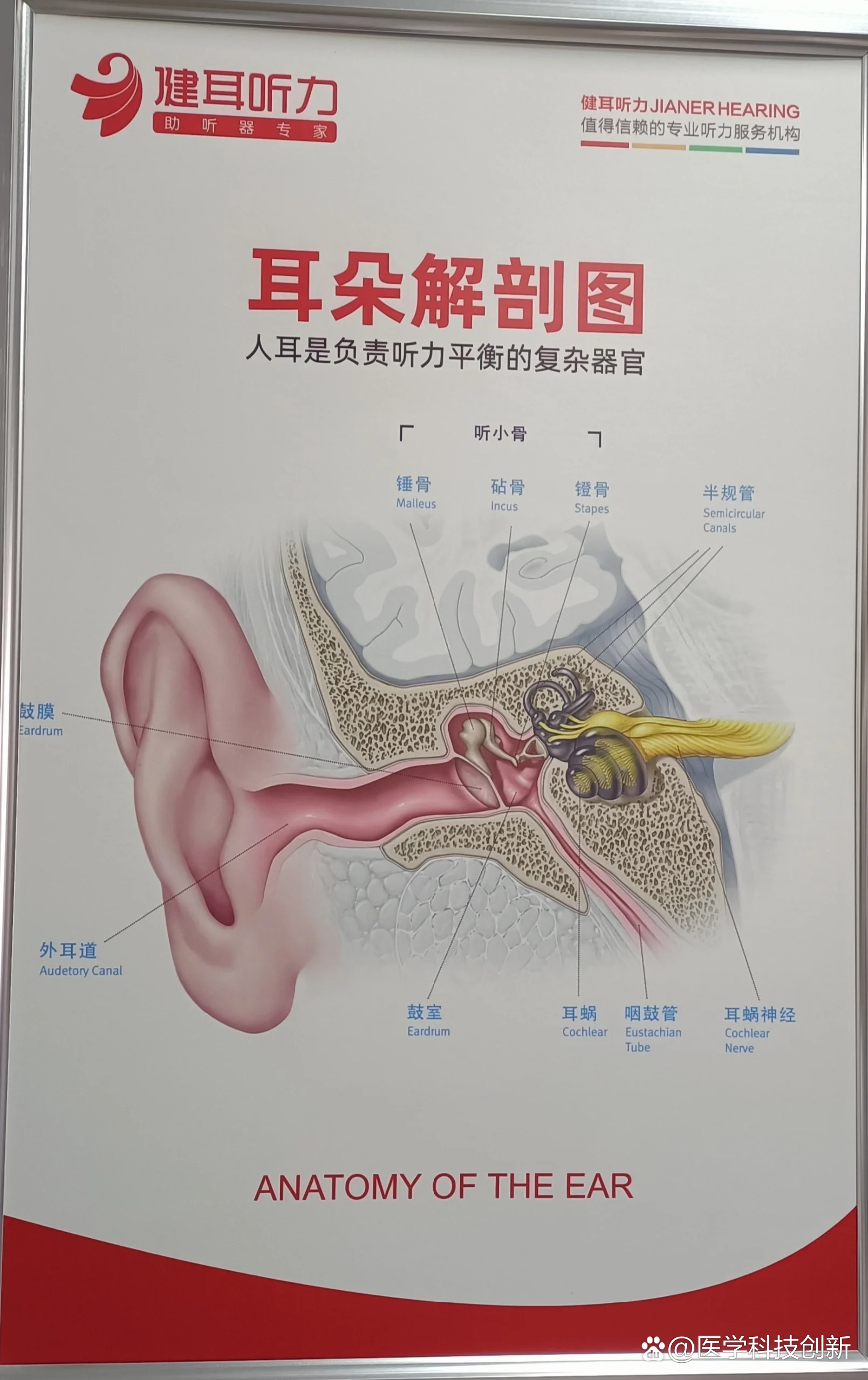 耳朵外部结构图图片