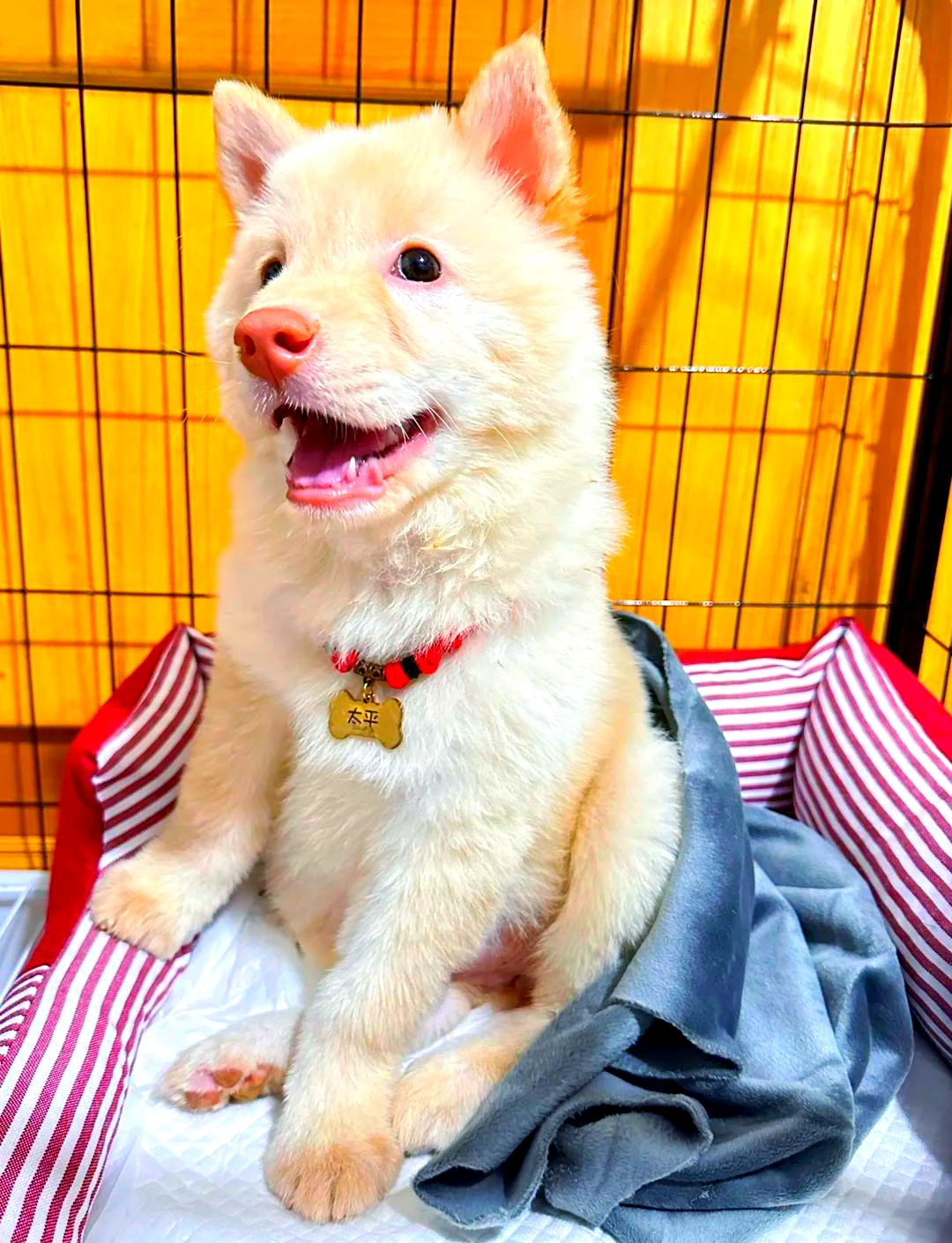 🐾💕两个半月大的广西白土松成长记🐾💕