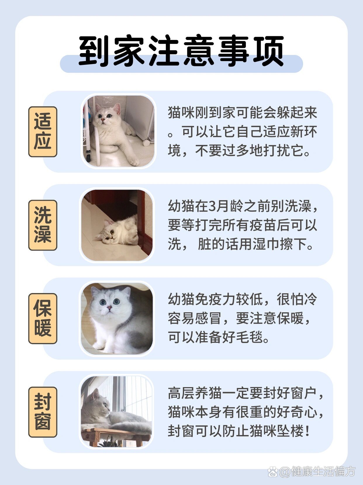 97超全银渐层喂养手册|新手养猫必看6015