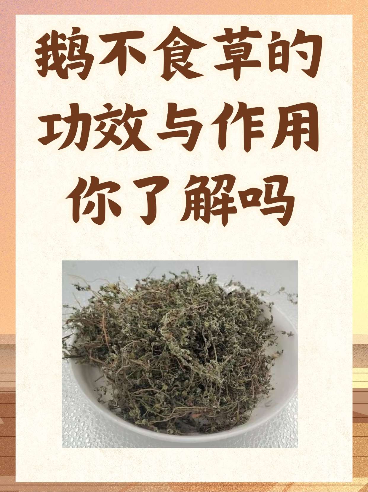 鹅不吃草功效图片