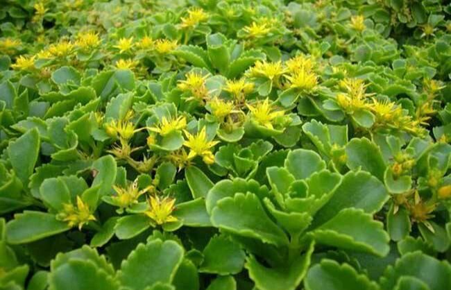 【旱三七的功效与作用】