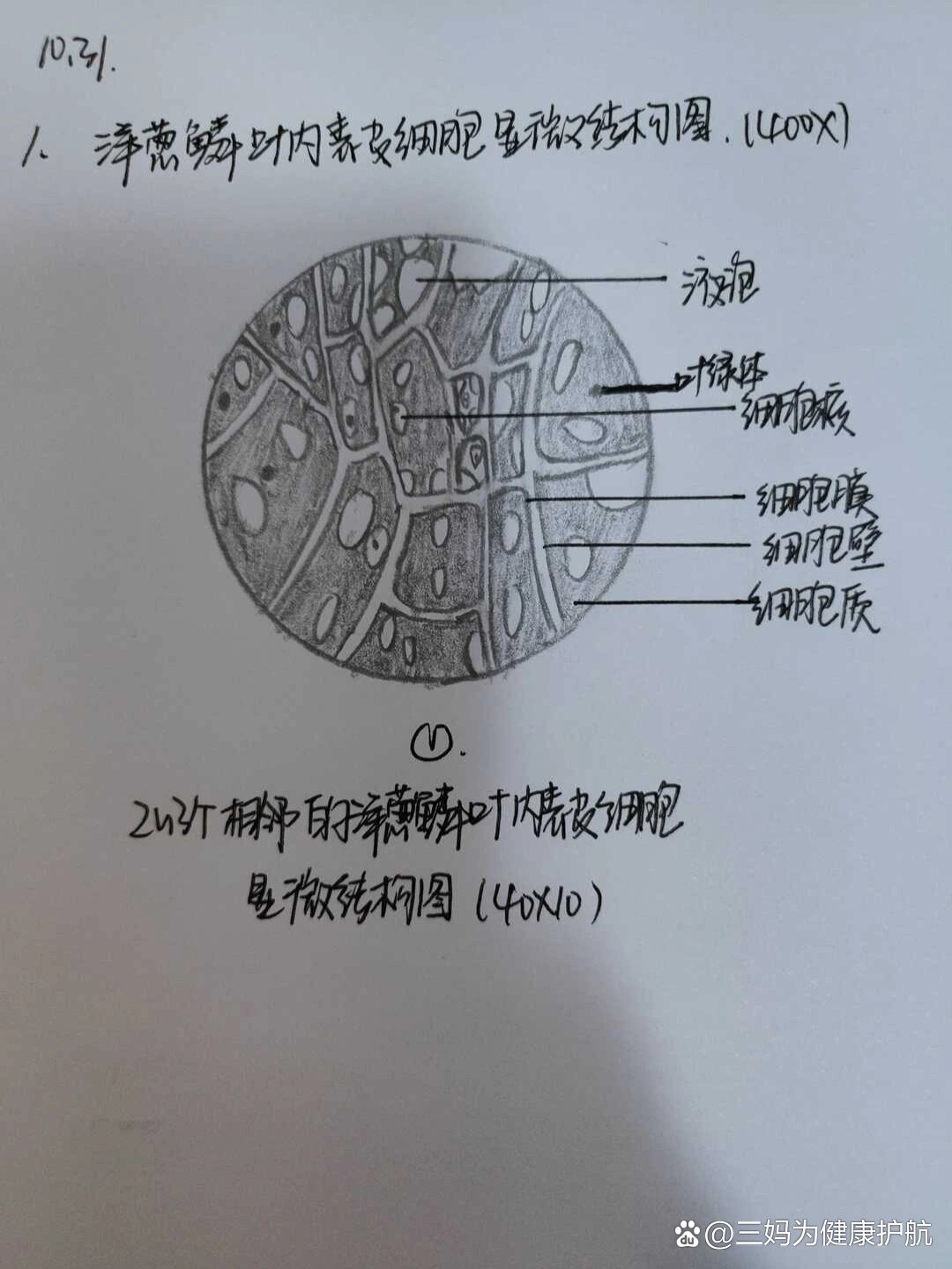 洋葱内表皮细胞鳞叶显微结构图