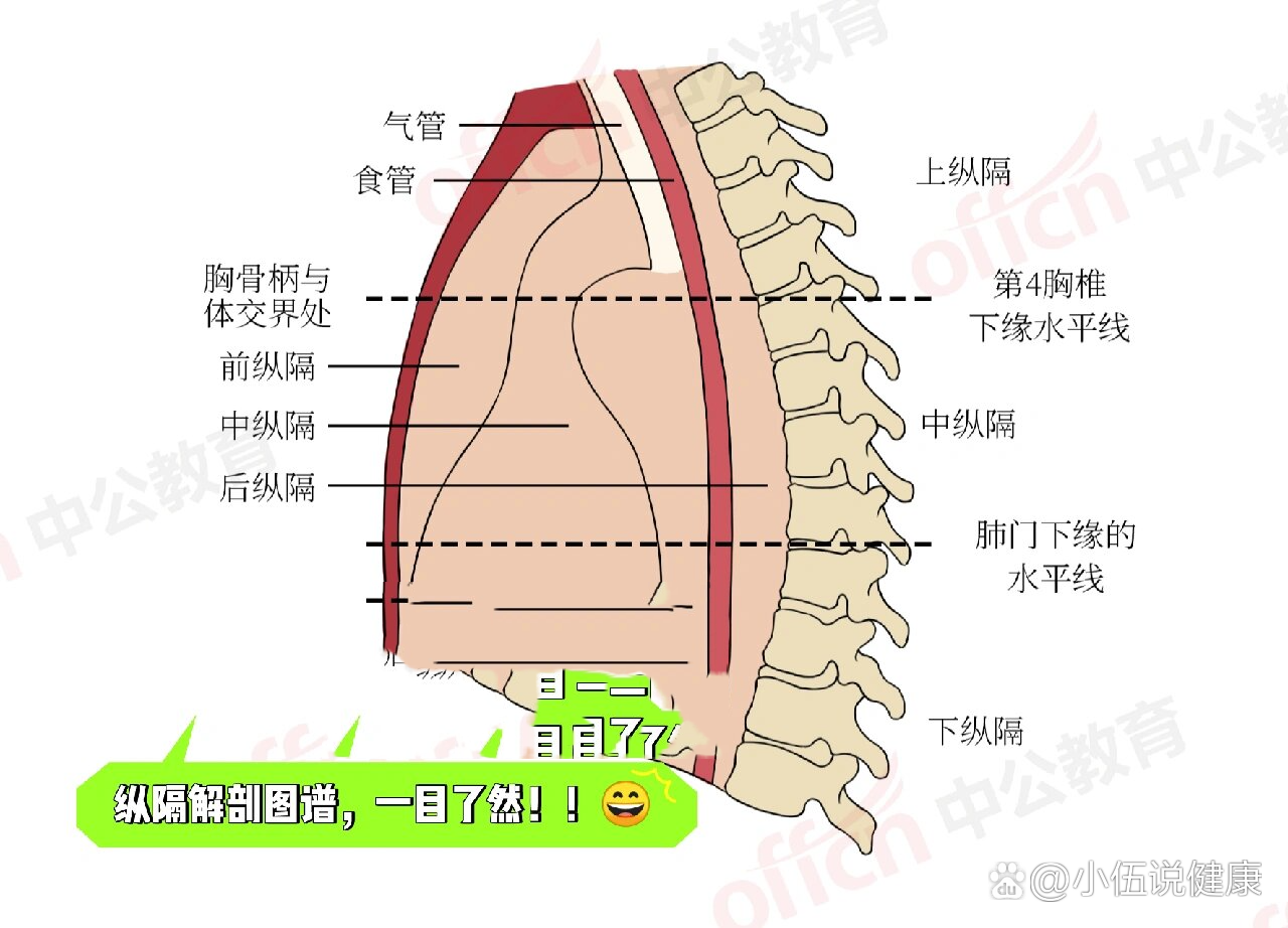 纵隔解剖图谱