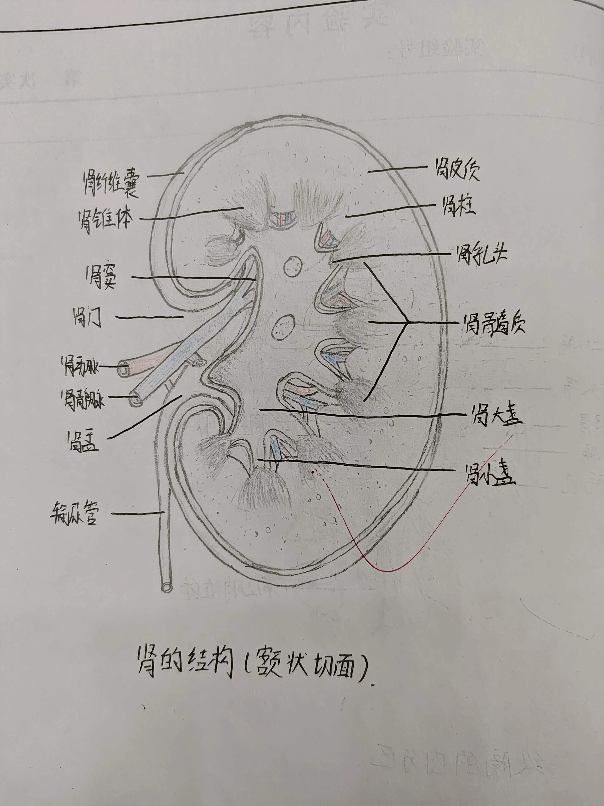 肾结构图简笔画图片