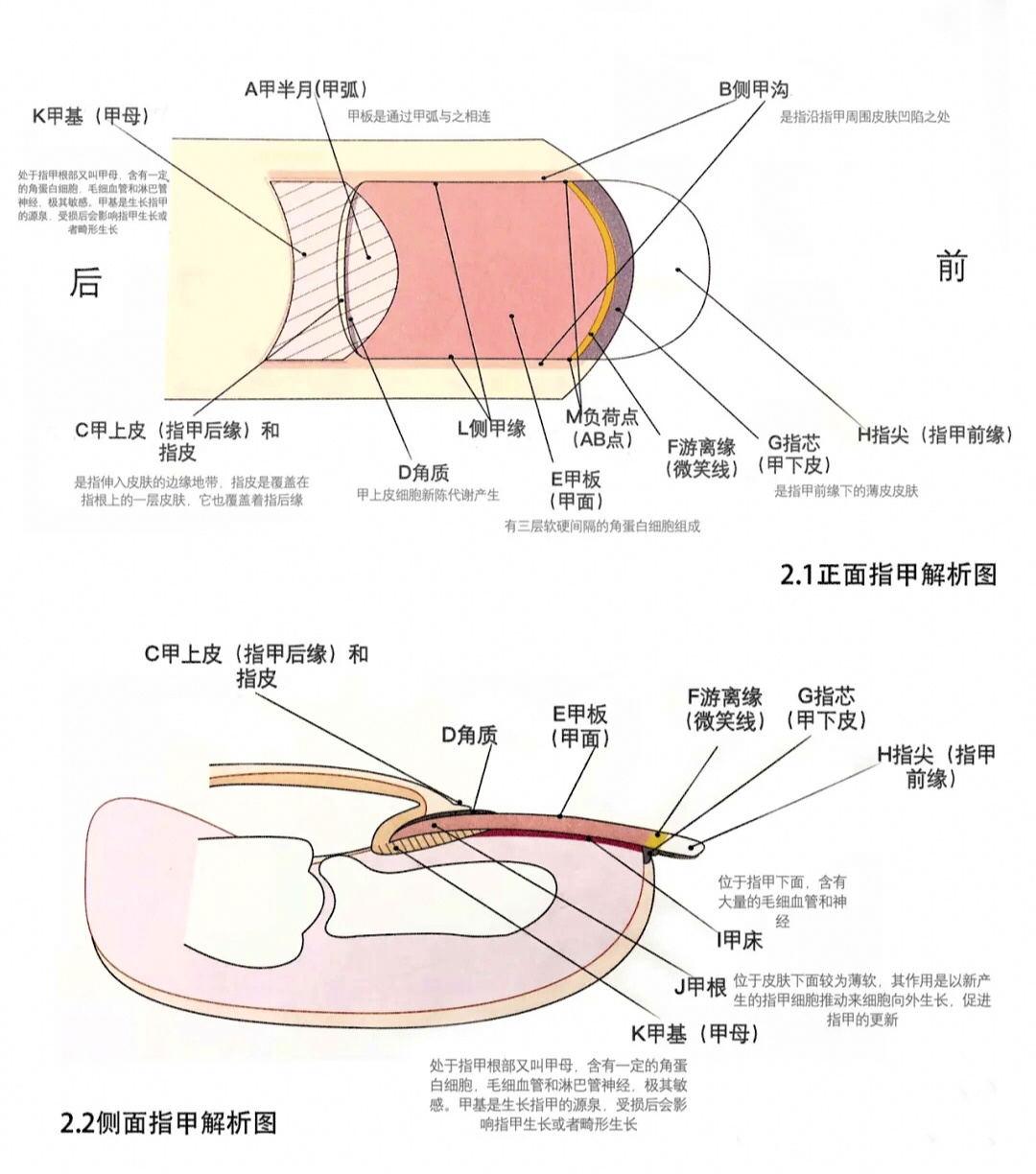 美甲结构图及分解图片