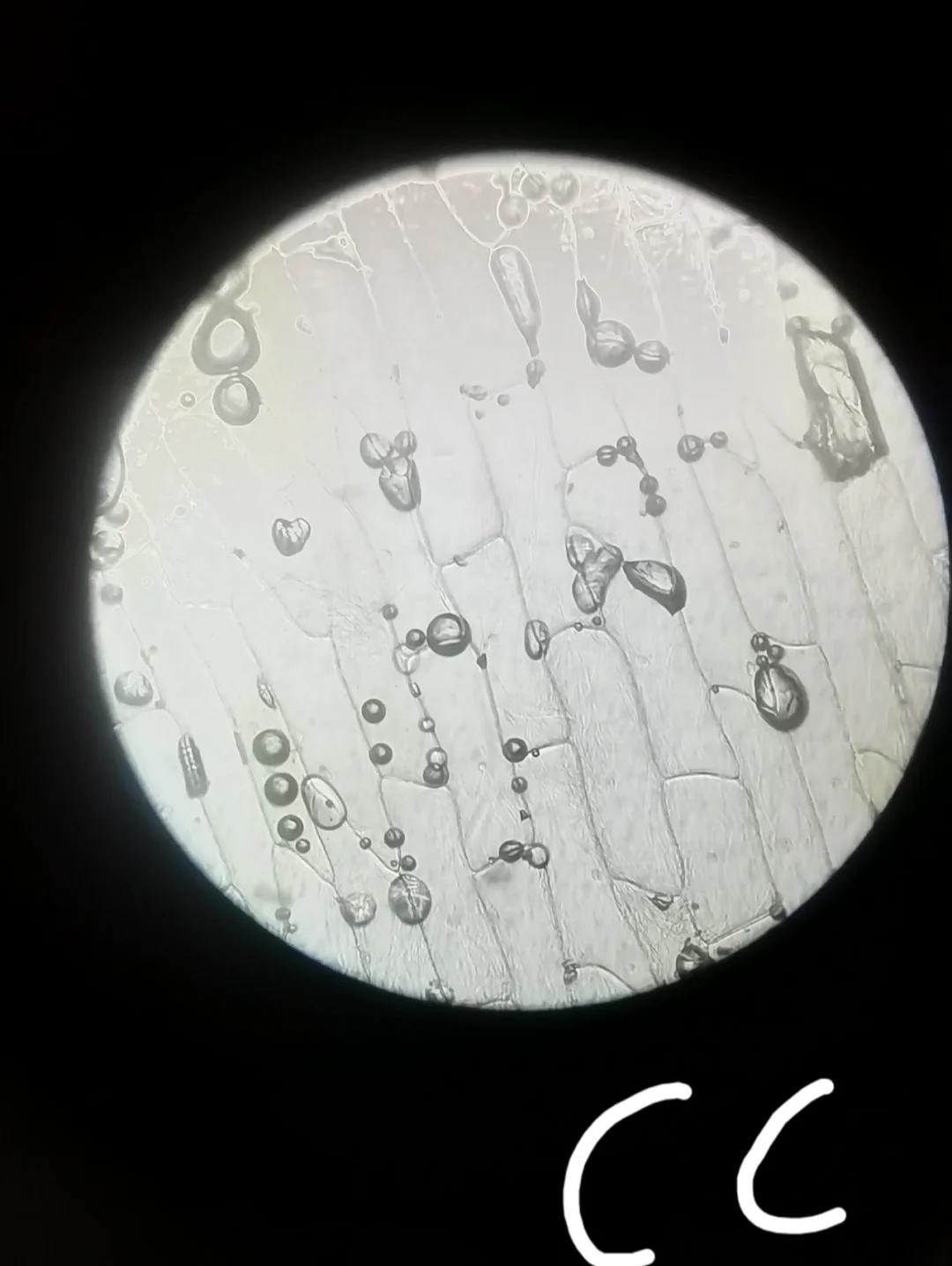 🔬洋葱表皮细胞观察记