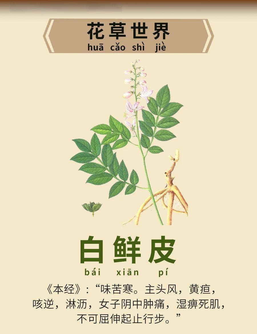 白鲜皮的药用与观赏价值