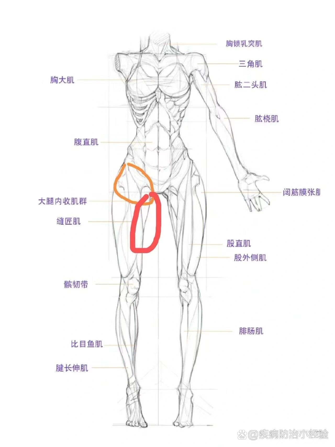 大腿肌腱痛图片