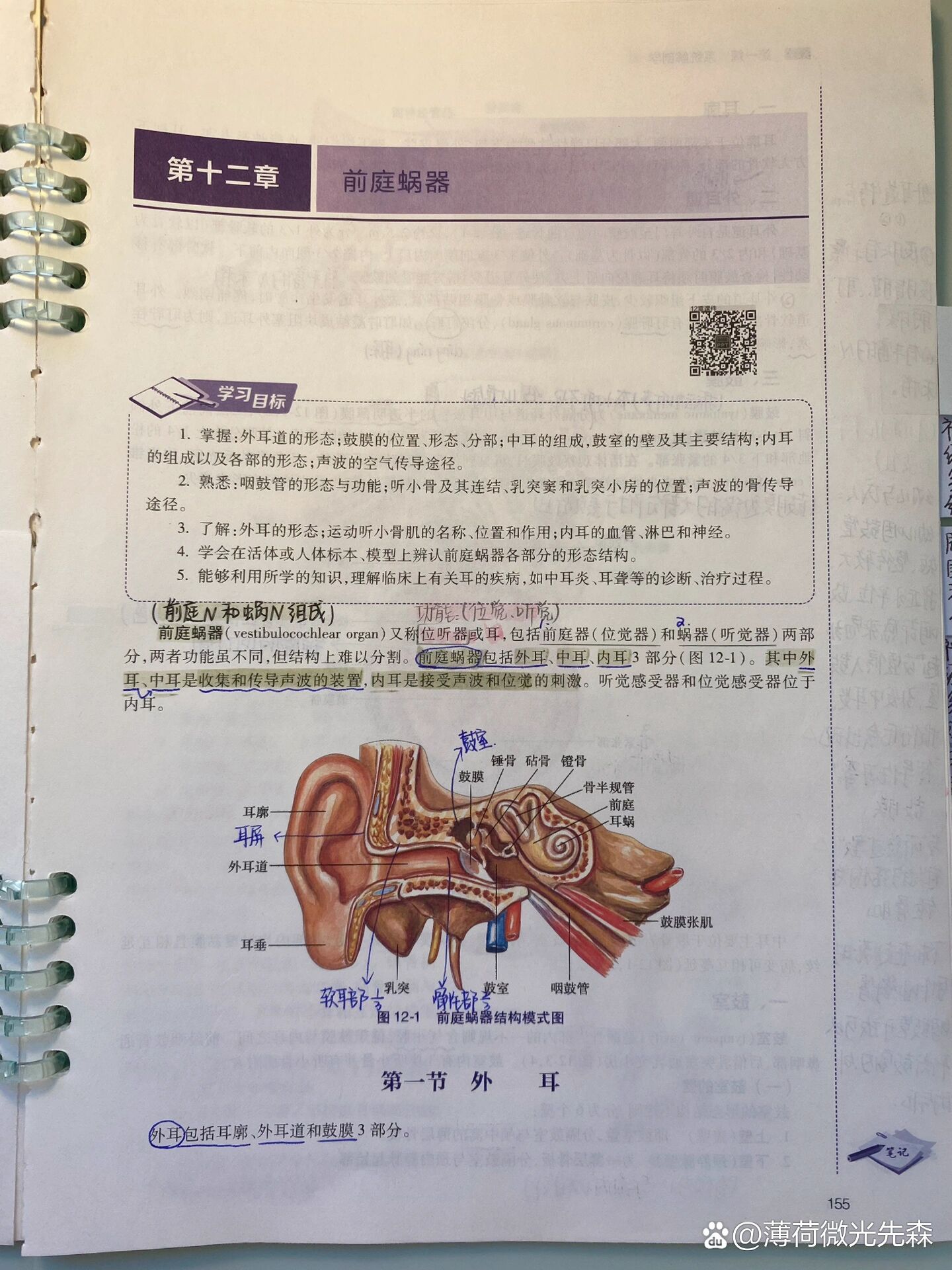 听小骨的作用图片