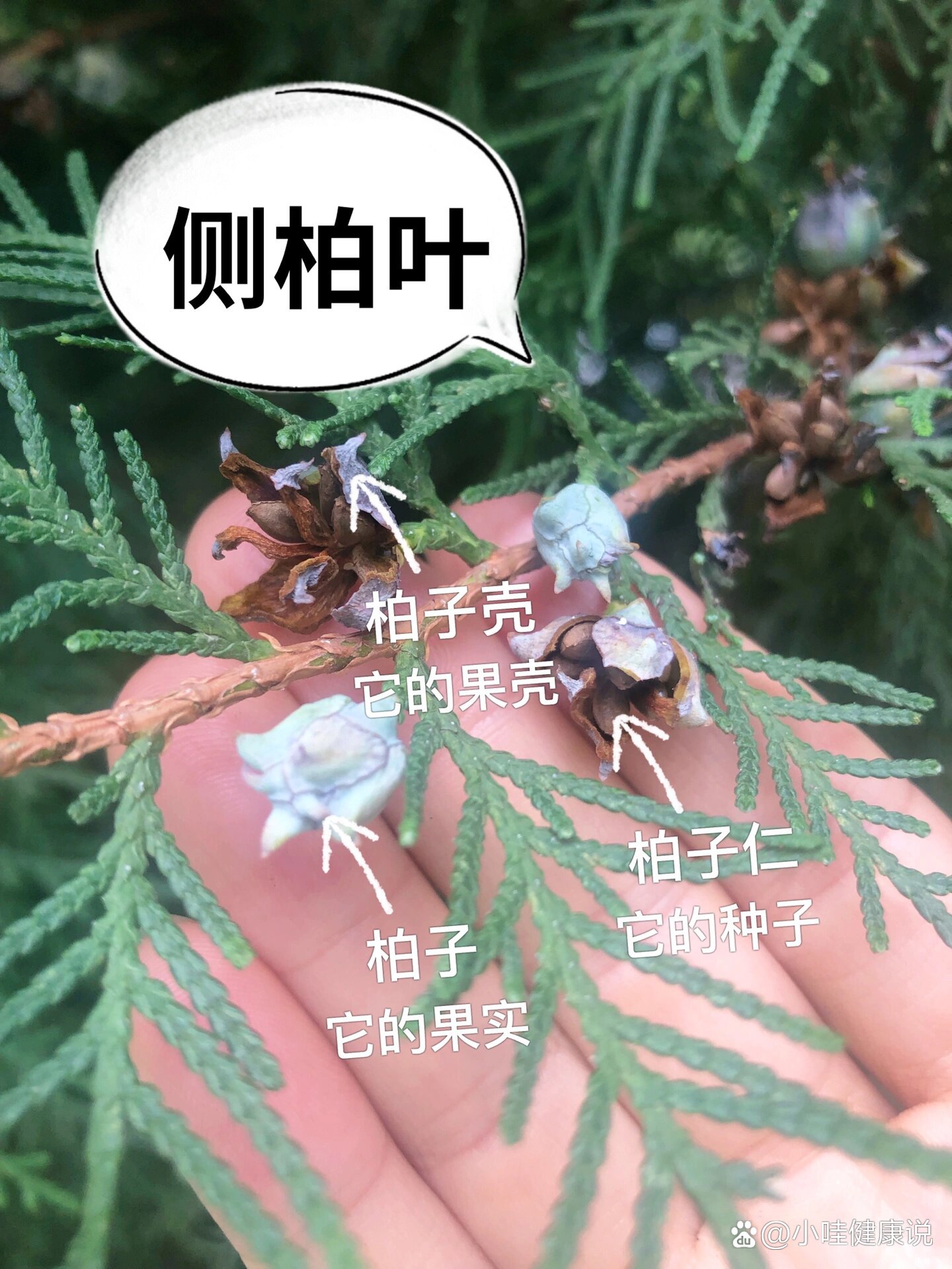 一张图了解侧柏全身都是宝