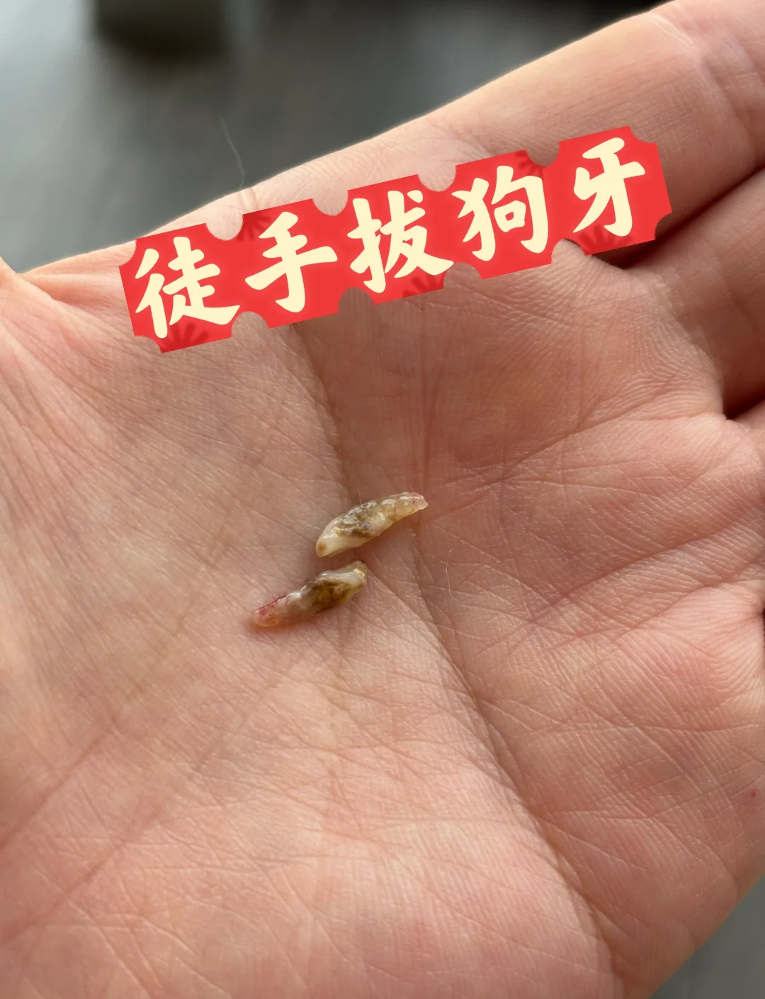 徒手拔狗牙，省钱又省心！
