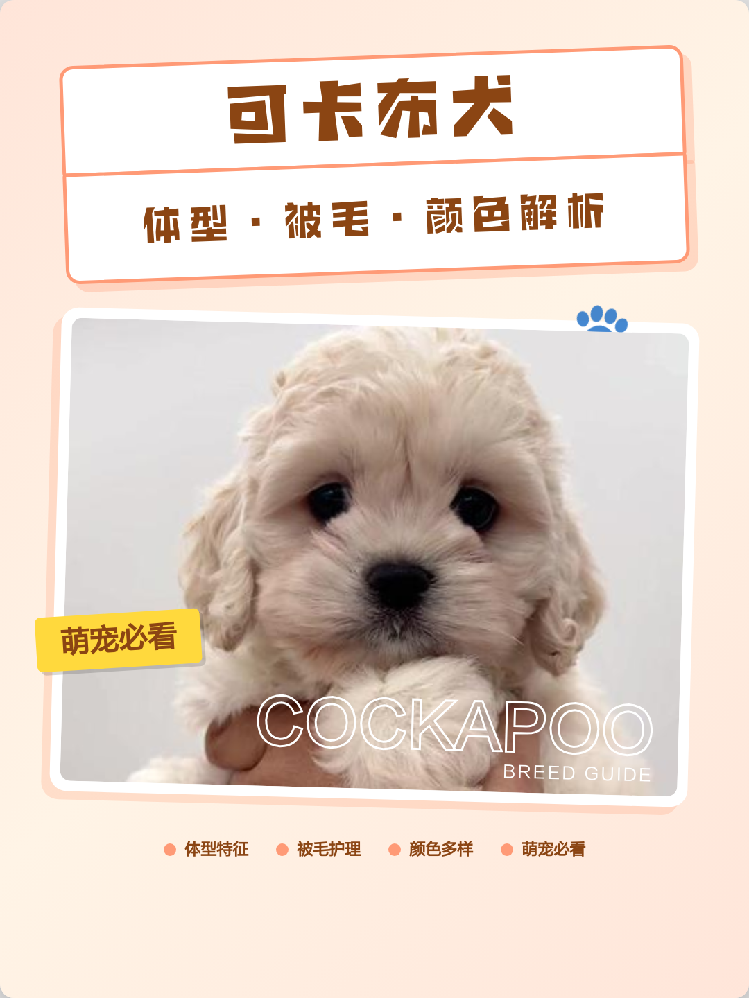 可卡布犬体型、被毛、颜色特征解析