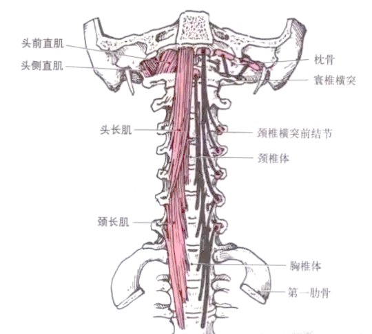 💪深层颈屈肌：颈椎的守护者🛡️