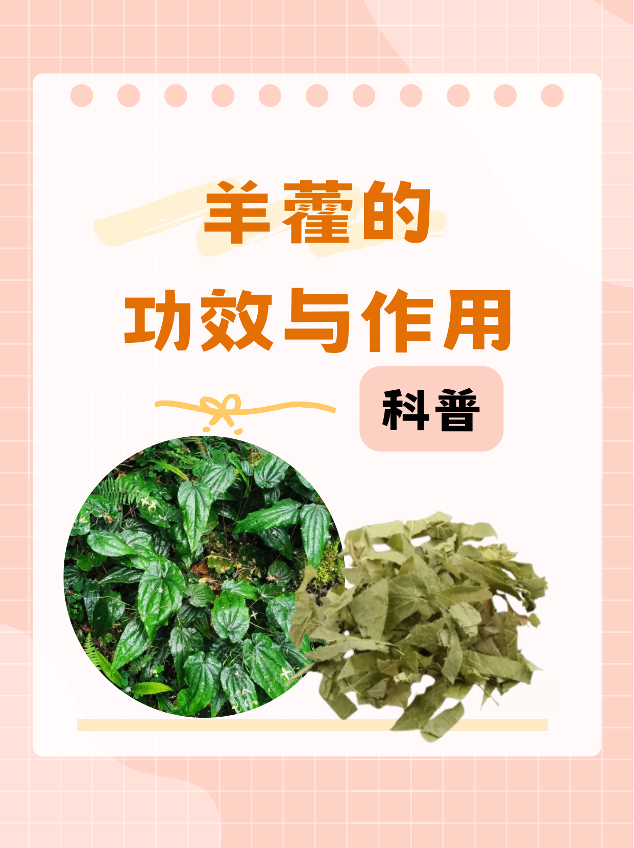 科普|羊藿的功效与作用