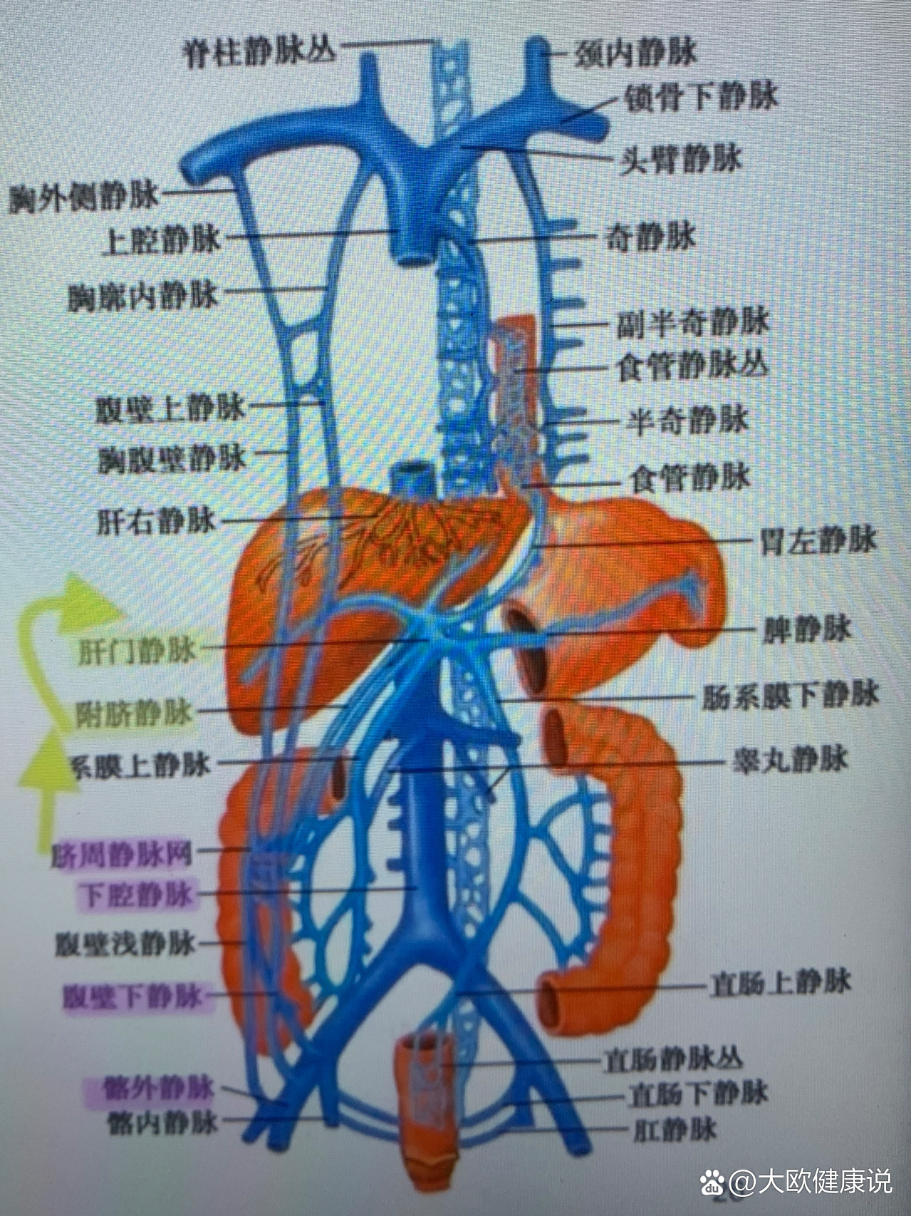 门脉高压及并发症:三分钟7515让你搞懂6015