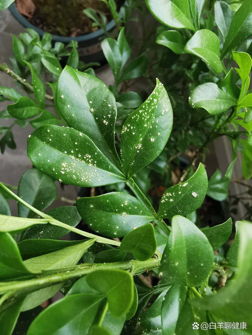 米兰花的【藻斑病】