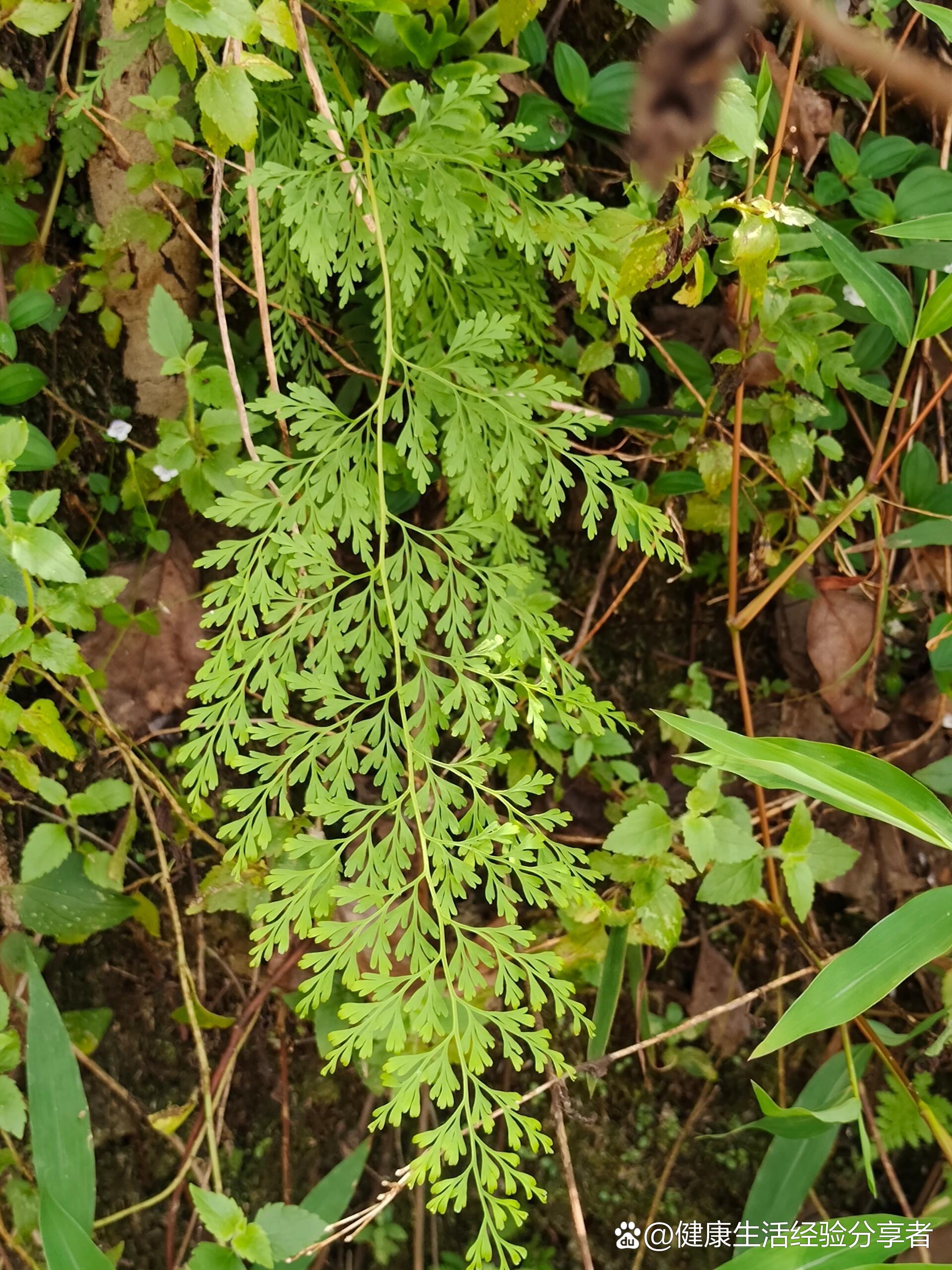 [84]每天认识一种植物—乌蕨
