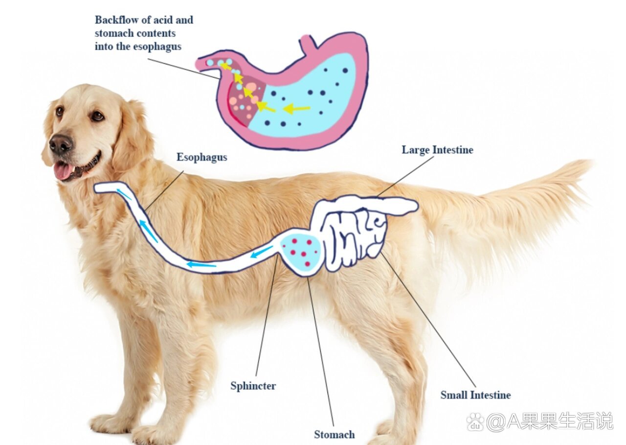 狗狗食道炎图片