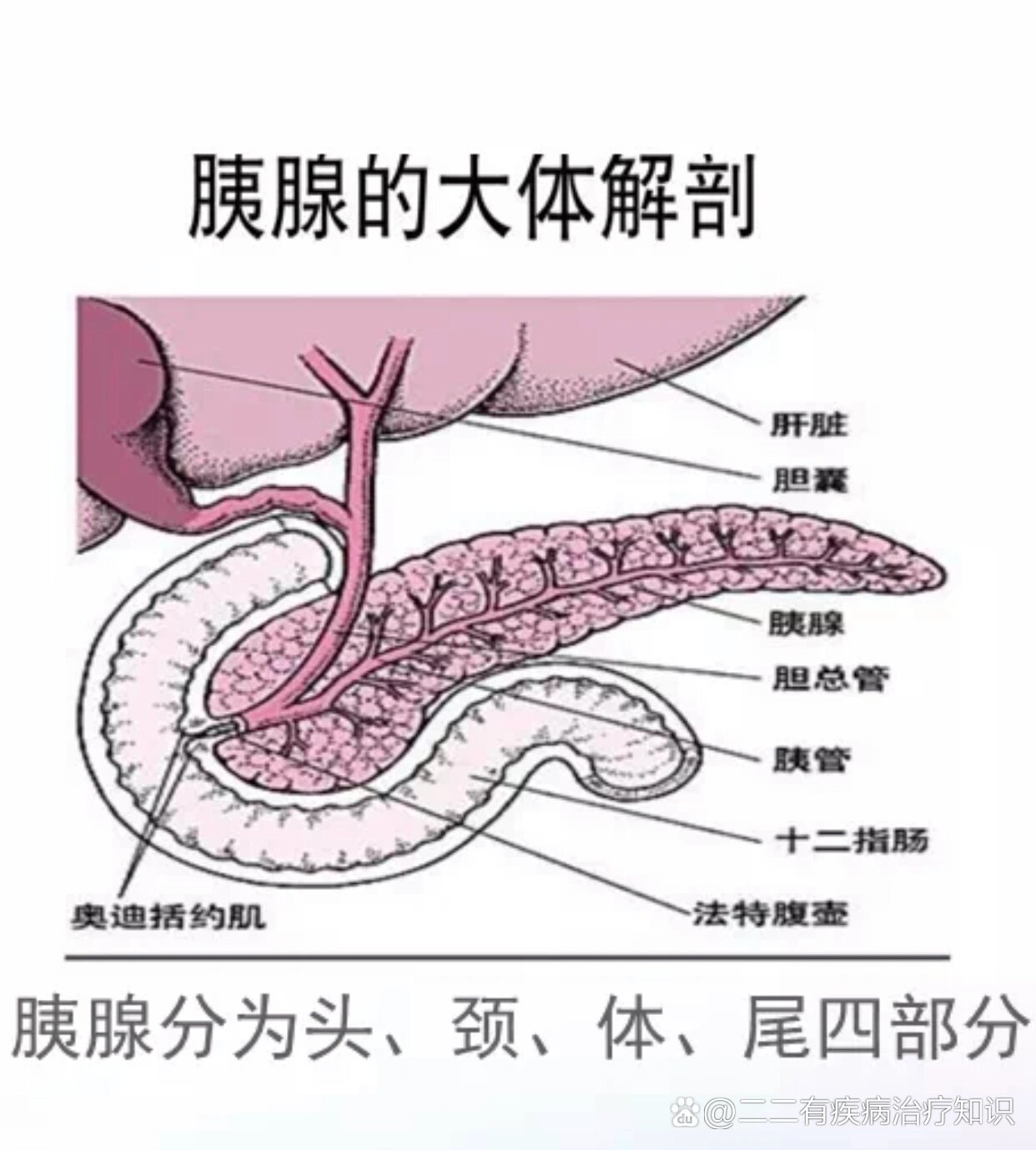 胰腺腺泡结构图图片