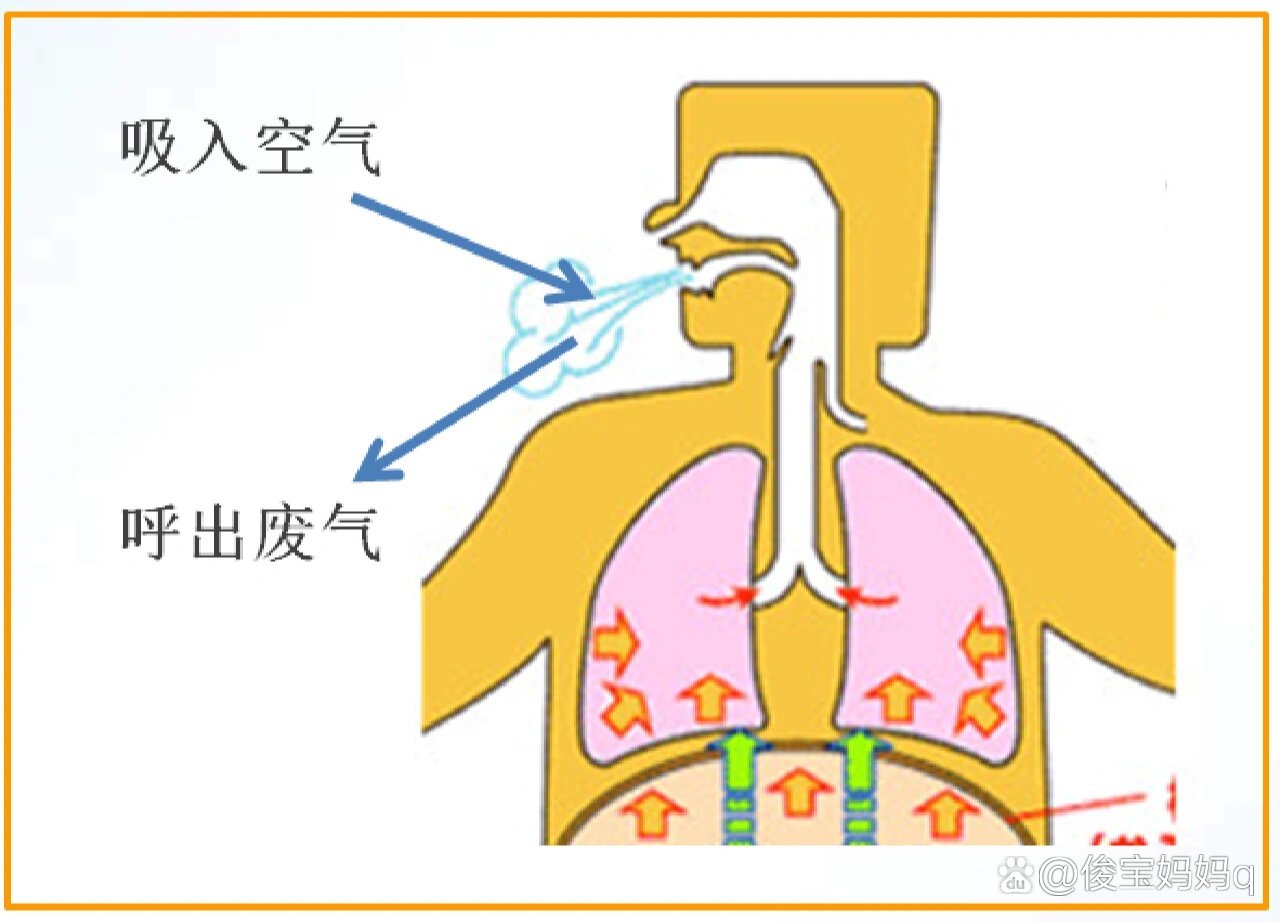 肺通气与肺换气图片