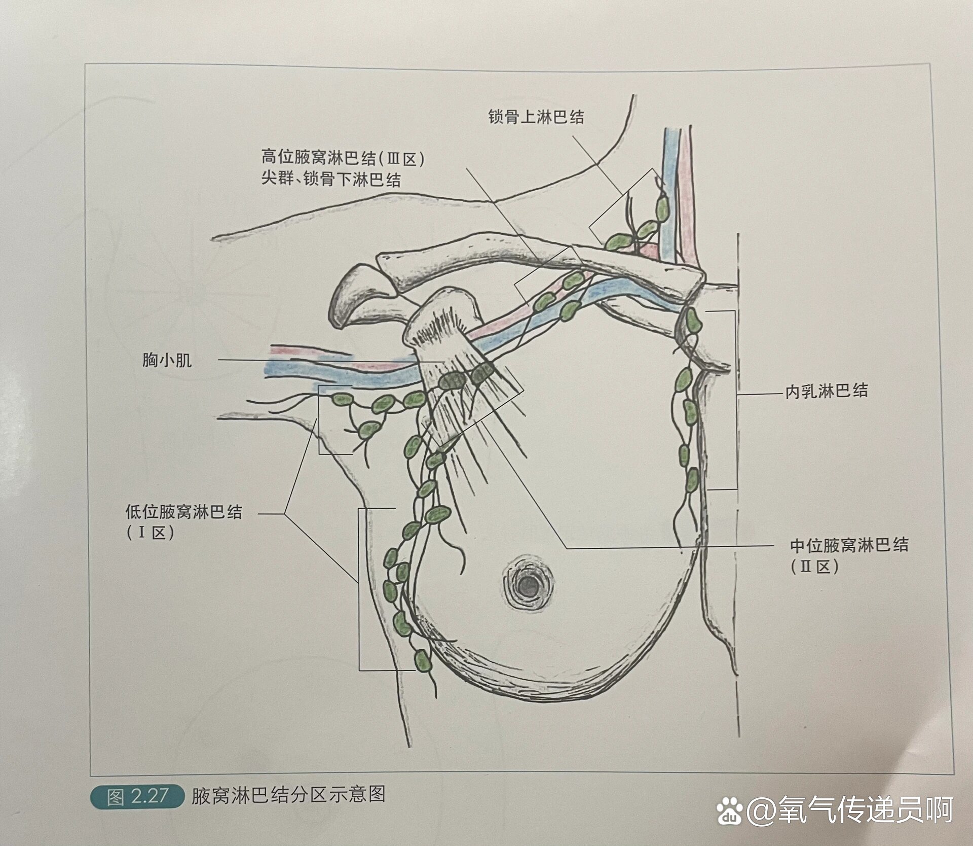 每日学习——淋巴结