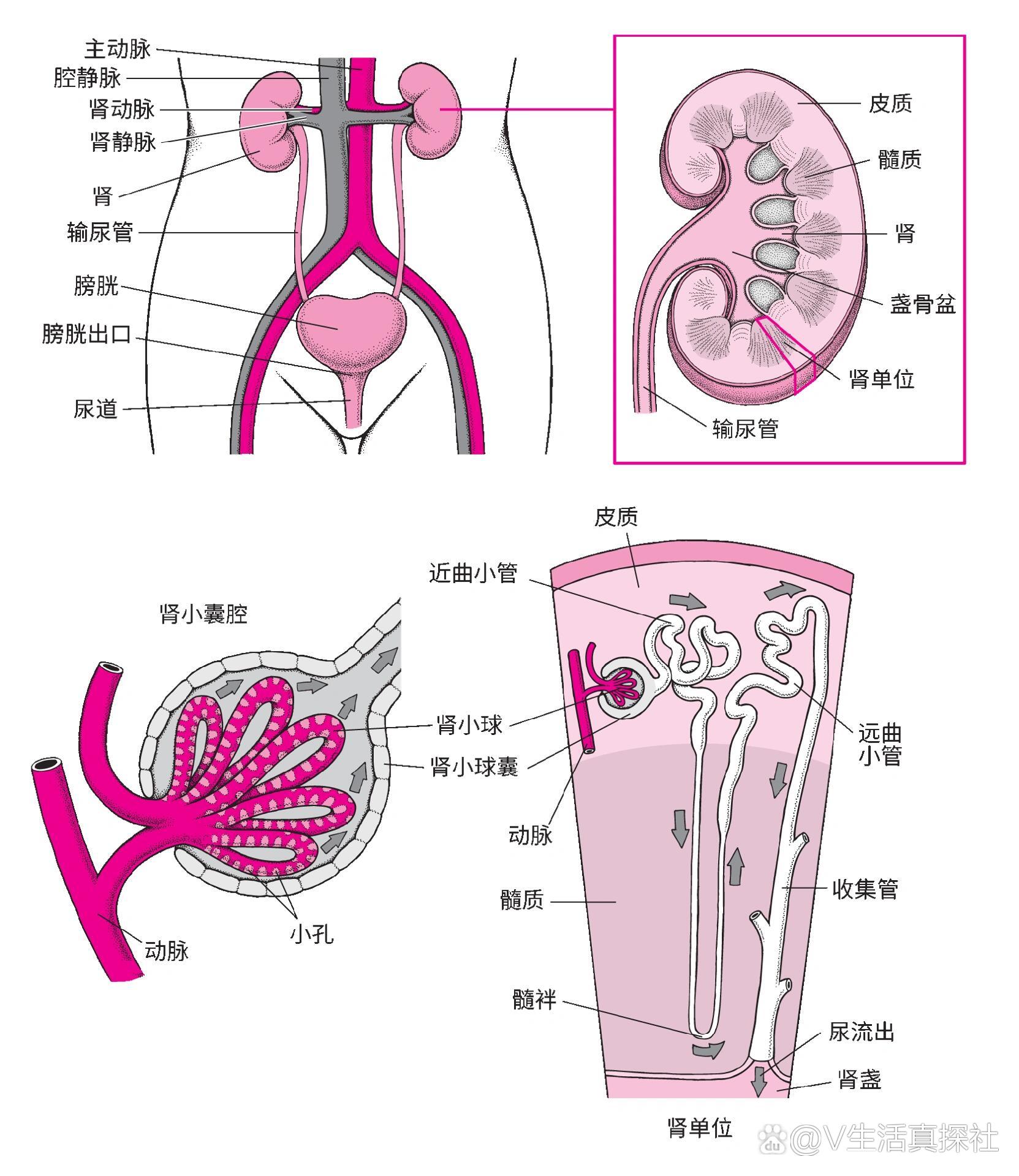 肾小管 全网资源