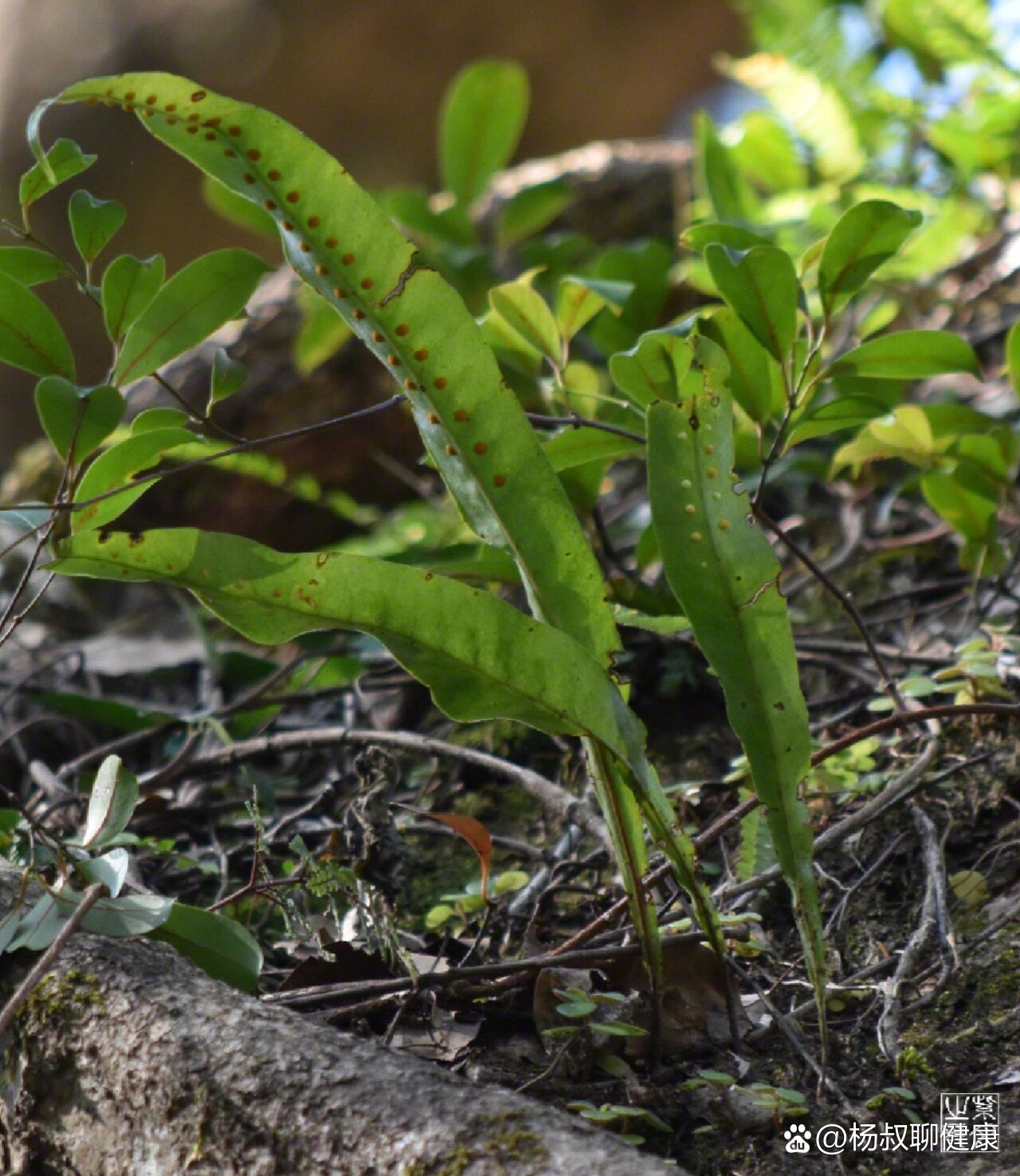 常见药用蕨类植物图片