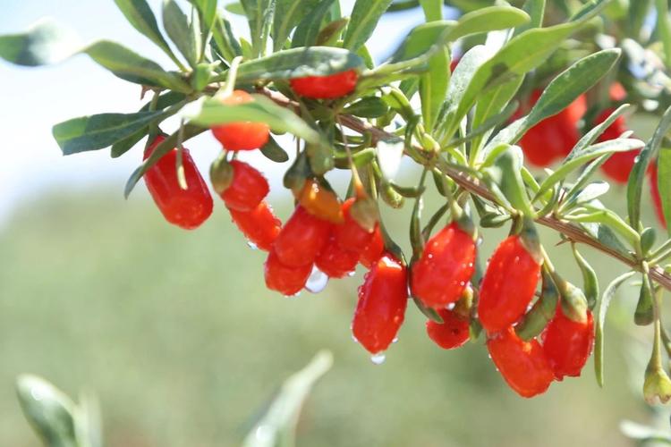 男性长期喝枸杞泡水，对身体有哪些好处？建议男性不妨多了解下